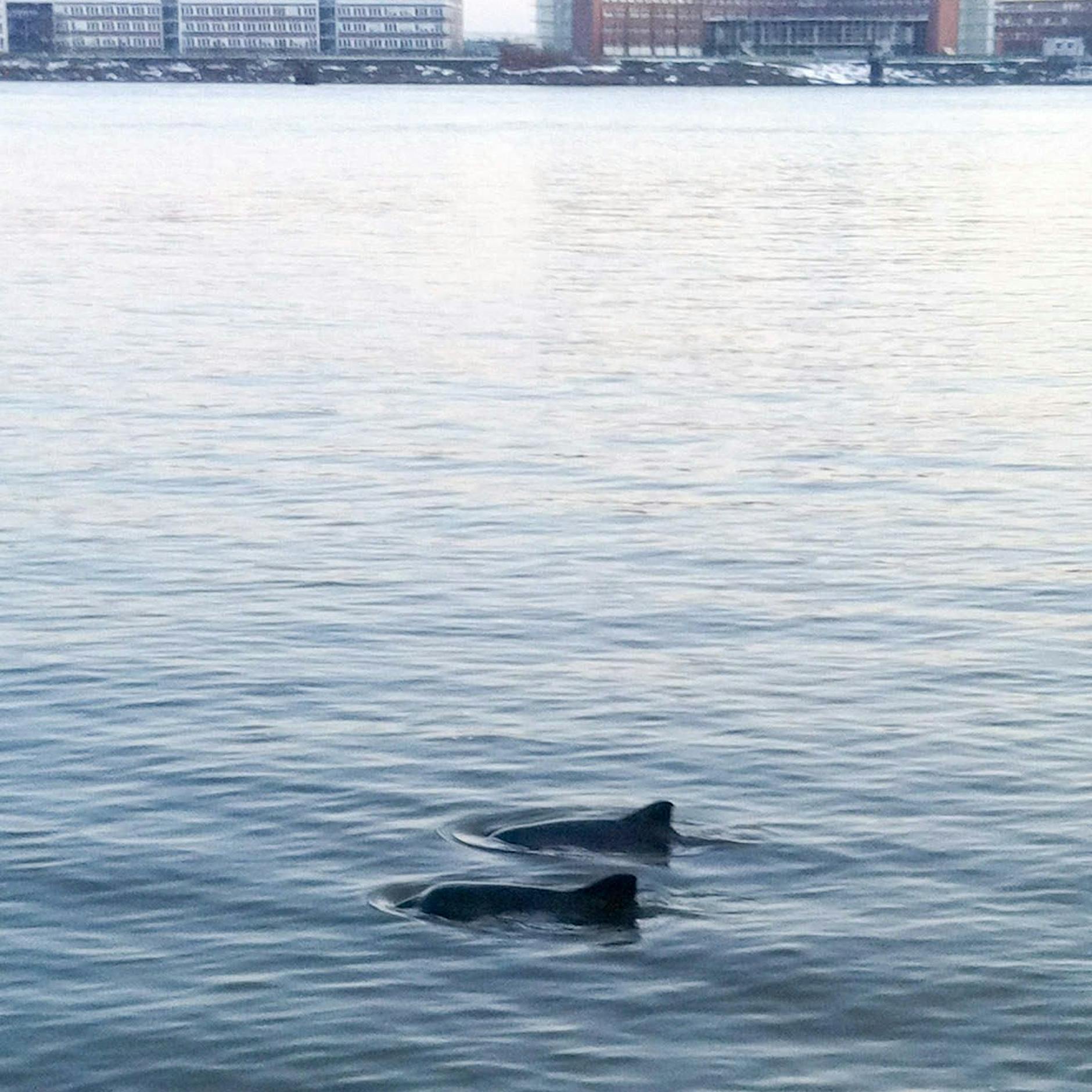 Feuerwehr holt toten Schweinswal aus der Elbe