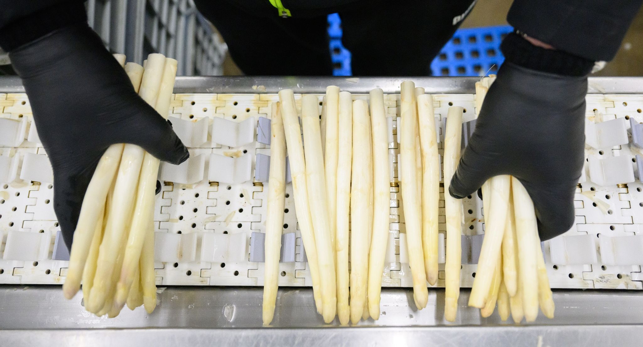 Spargelsaison-Ende in diesem Jahr schon früher