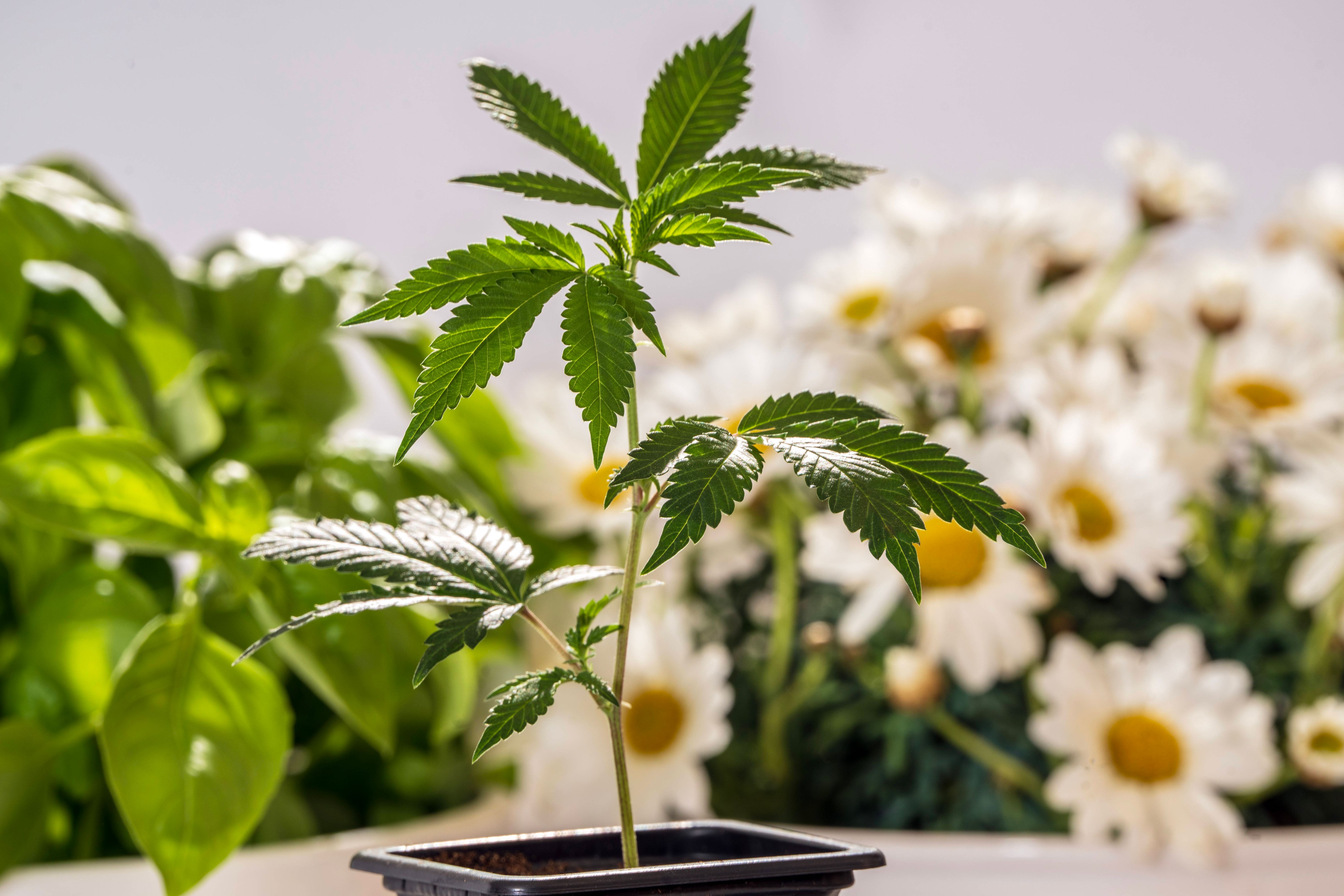 Cannabis-Legalisierung: So viele Deutsche haben bereits Samen gekauft