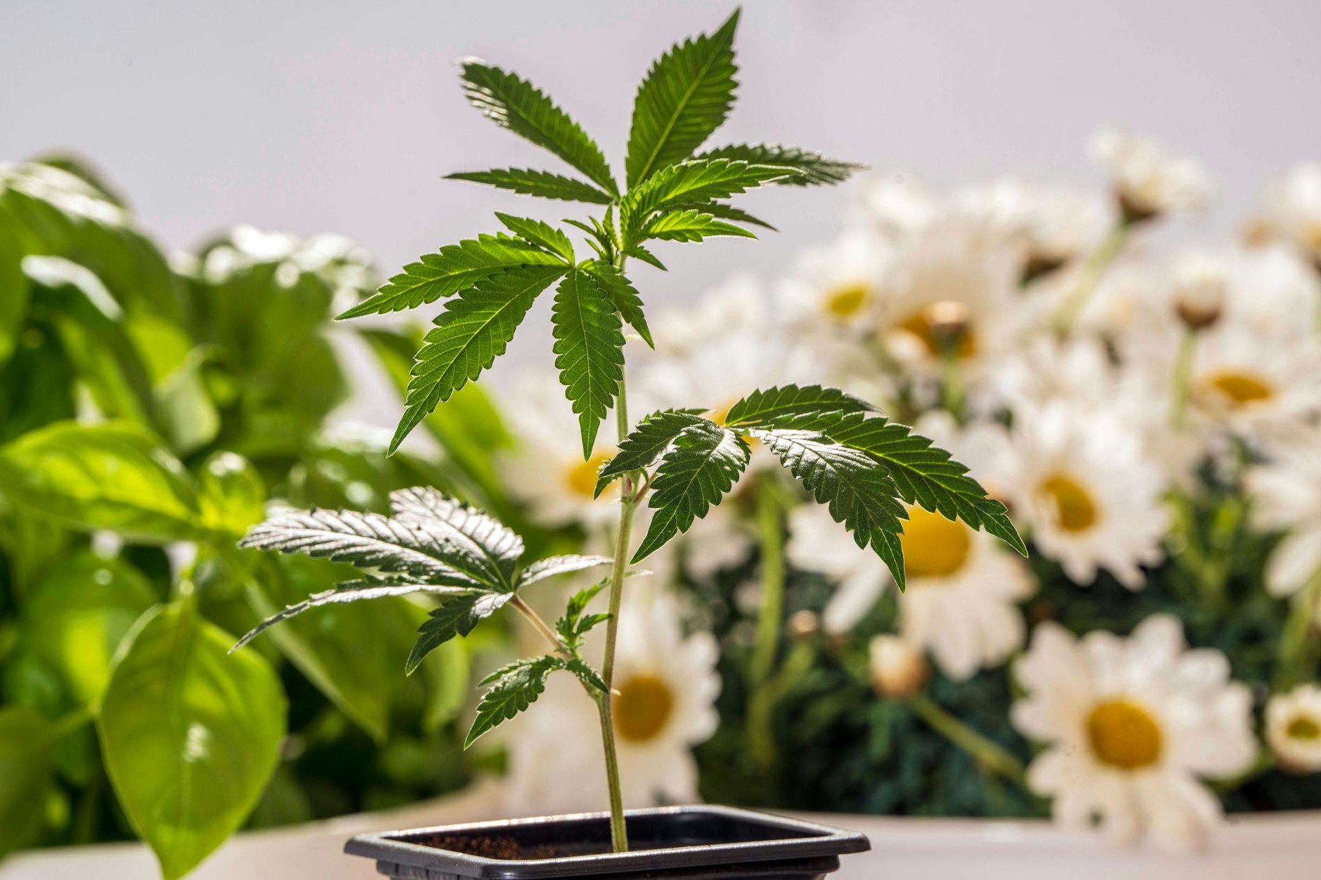 Nach der Legalisierung von Cannabis darf jeder Erwachsene in Deutschland bis zu drei Pflanzen bei sich zu Hause ziehen.&nbsp;