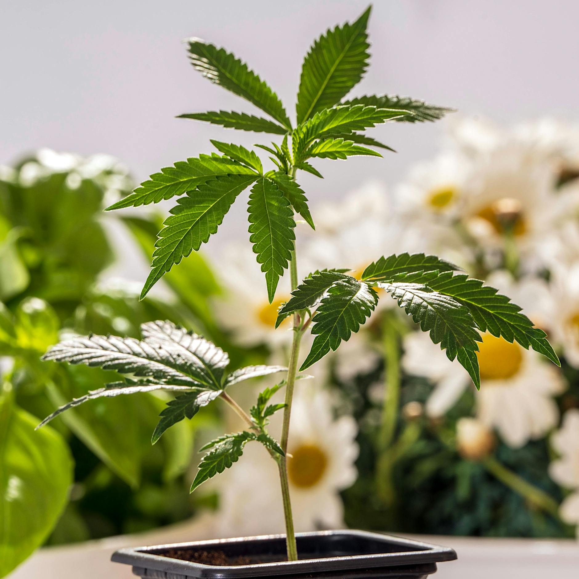 Cannabis-Legalisierung: So viele Deutsche haben bereits Samen gekauft