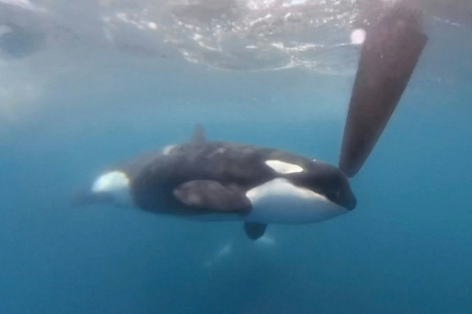Orcas versenken 15 Meter-Jacht vor Küste Marokkos