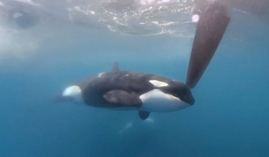 Orcas versenken 15 Meter-Jacht vor Küste Marokkos