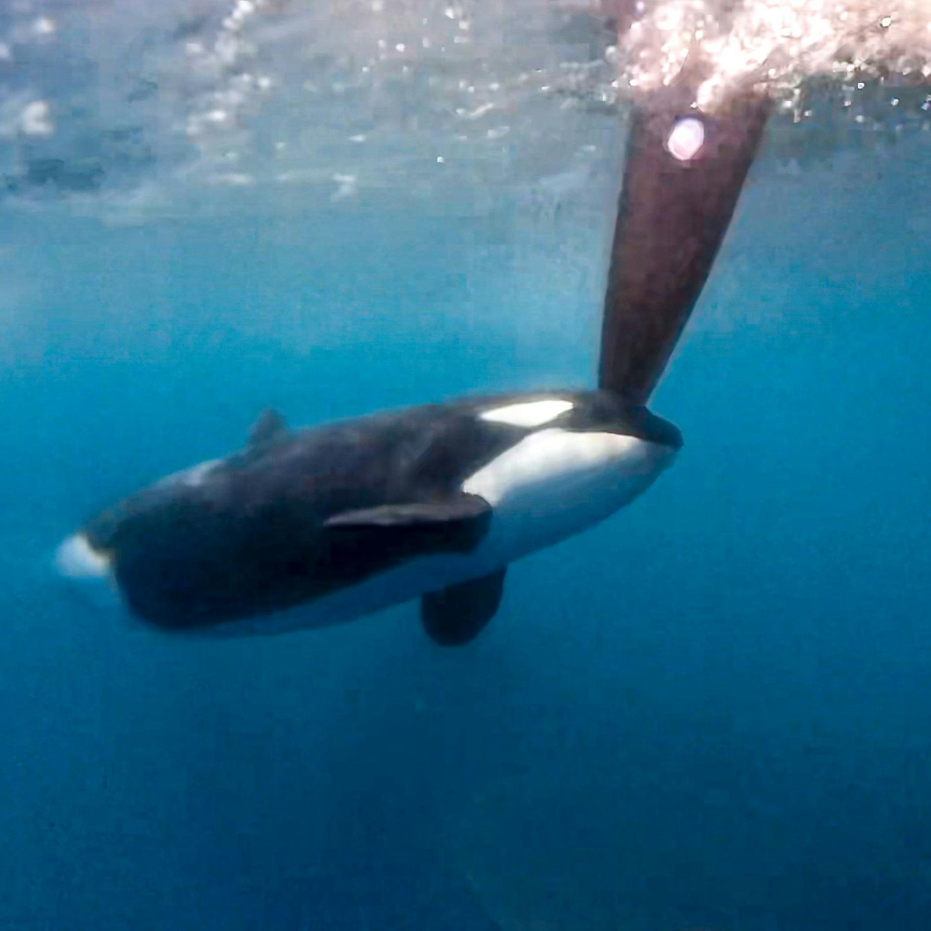 Image - Orcas versenken Segeljacht in Straße von Gibraltar