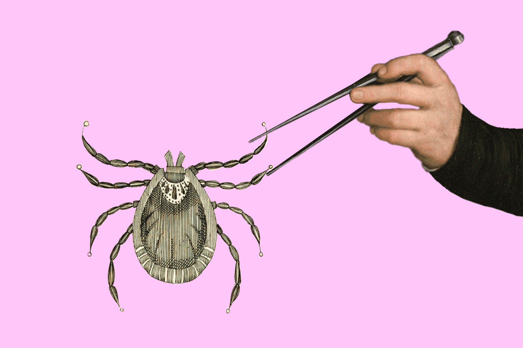 Zecken: Experten-Tipps, um sich zu schützen