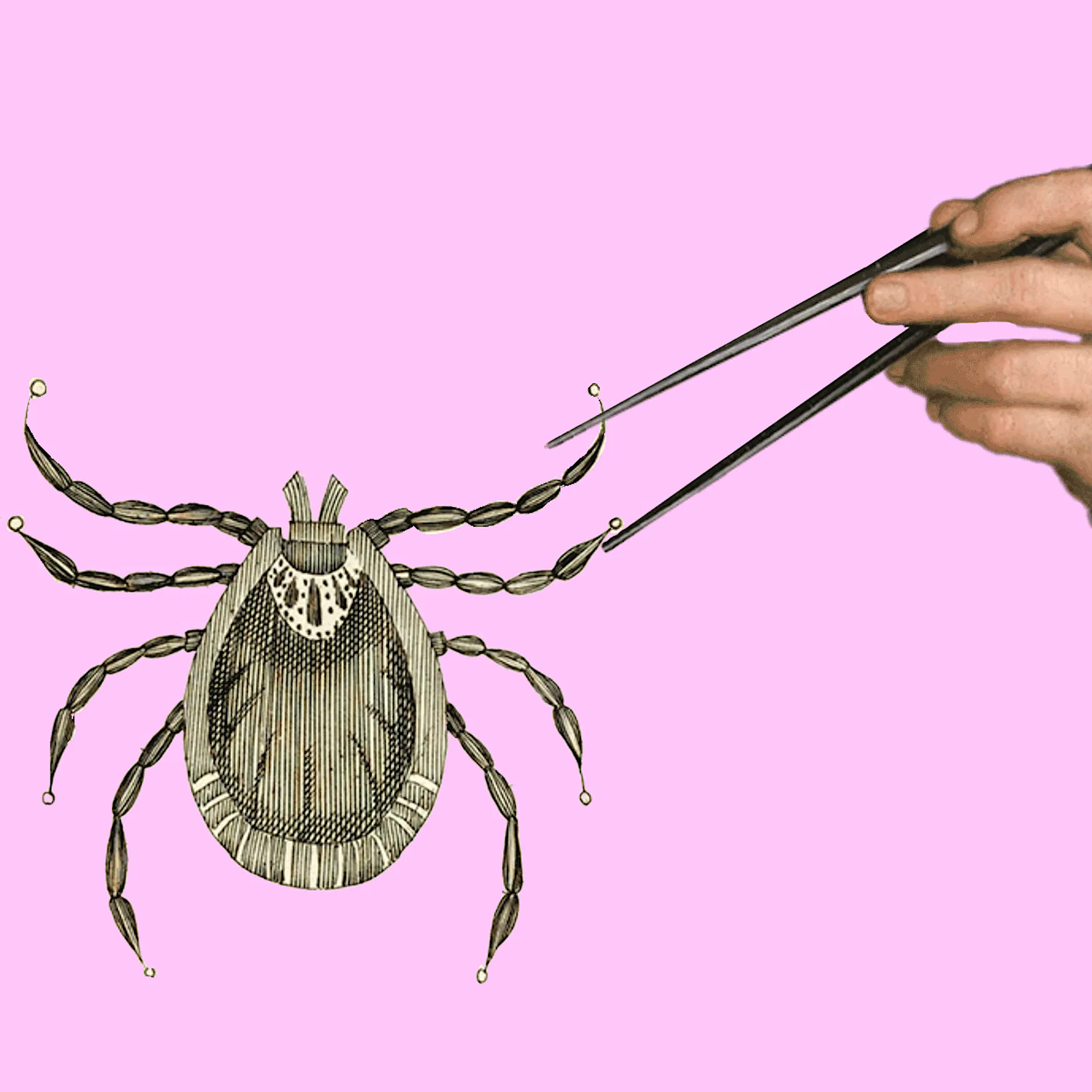 Zecken: Experten-Tipps, um sich zu schützen