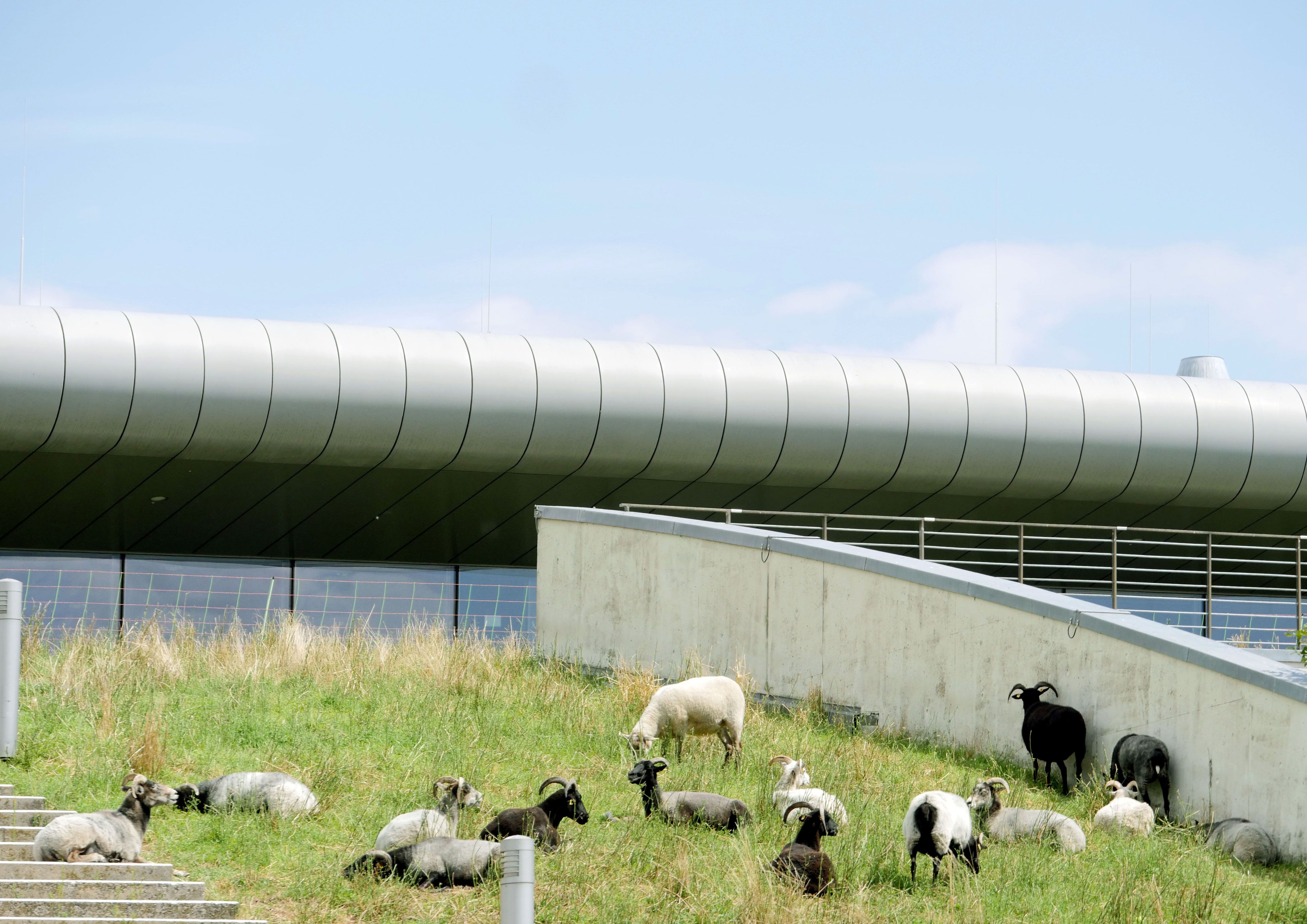 16 Schafe auf der Max-Schmeling-Halle in Berlin: „Nina Chuba wird sich freuen“