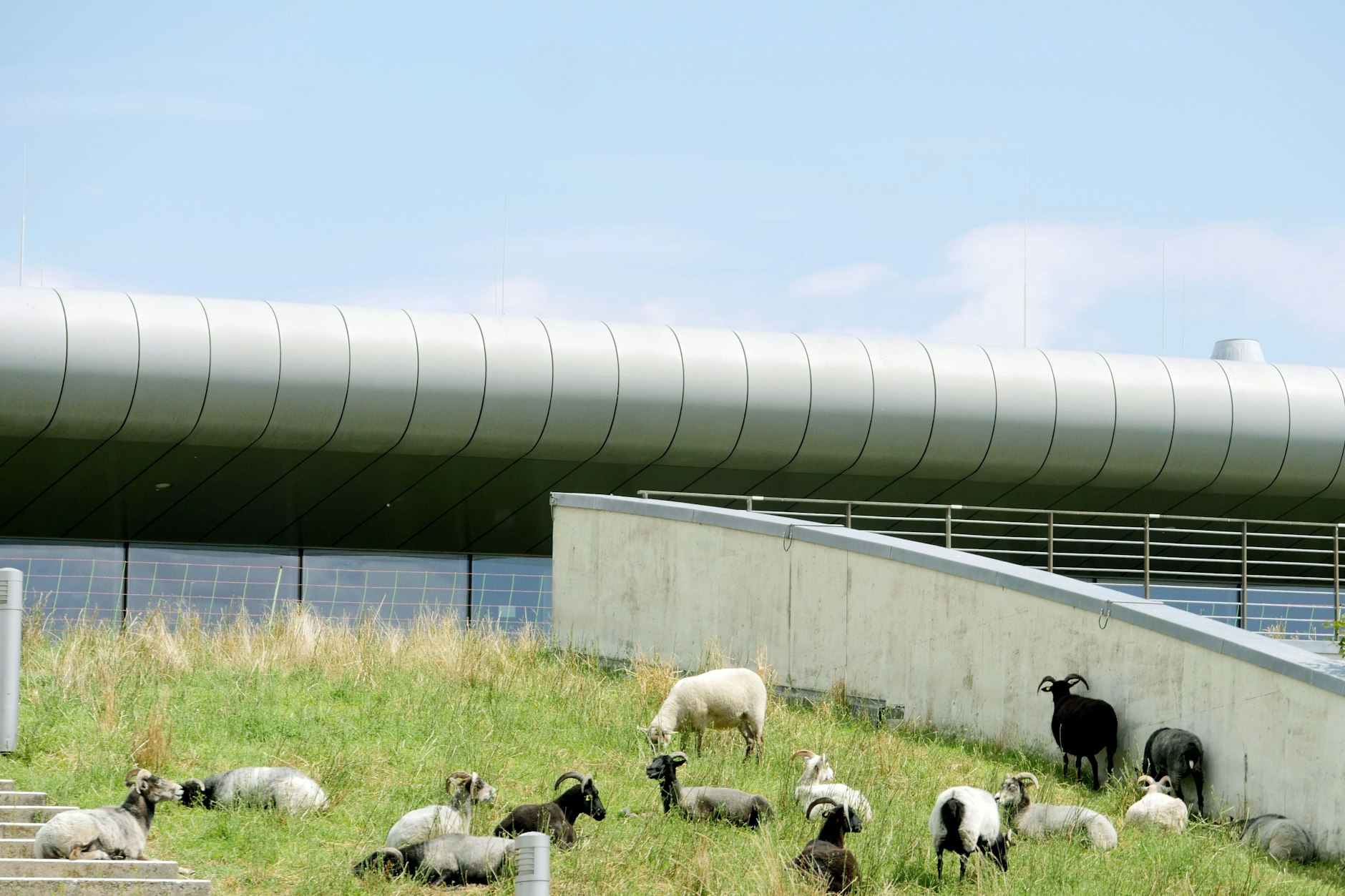 Die Schafe sonnen sich im Sommer auf den Dächern der Halle.
