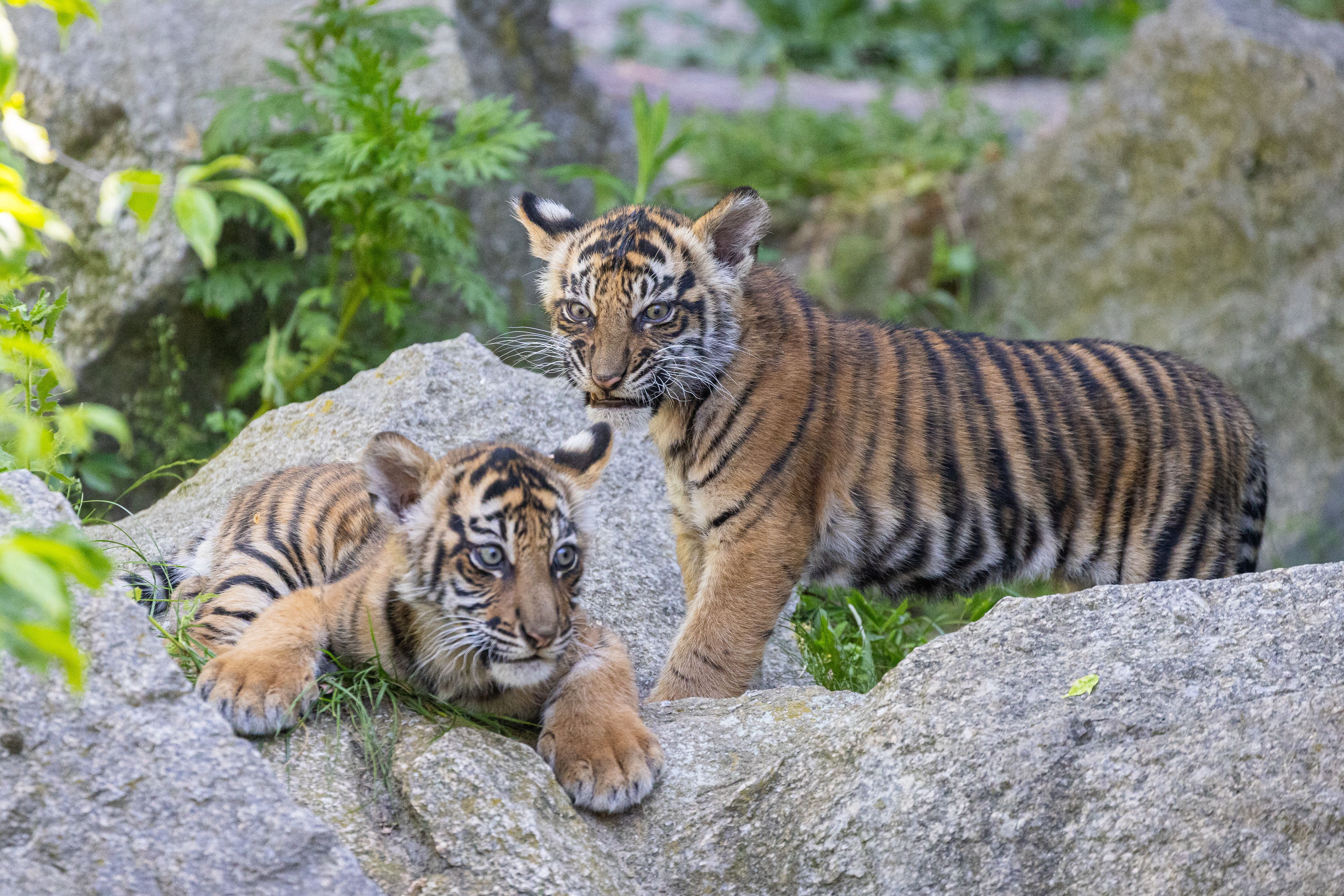 In Erinnerung an DDR-Zeichner Erich Schmitt: Tierpark-Tiger heißen Ede und Kuno