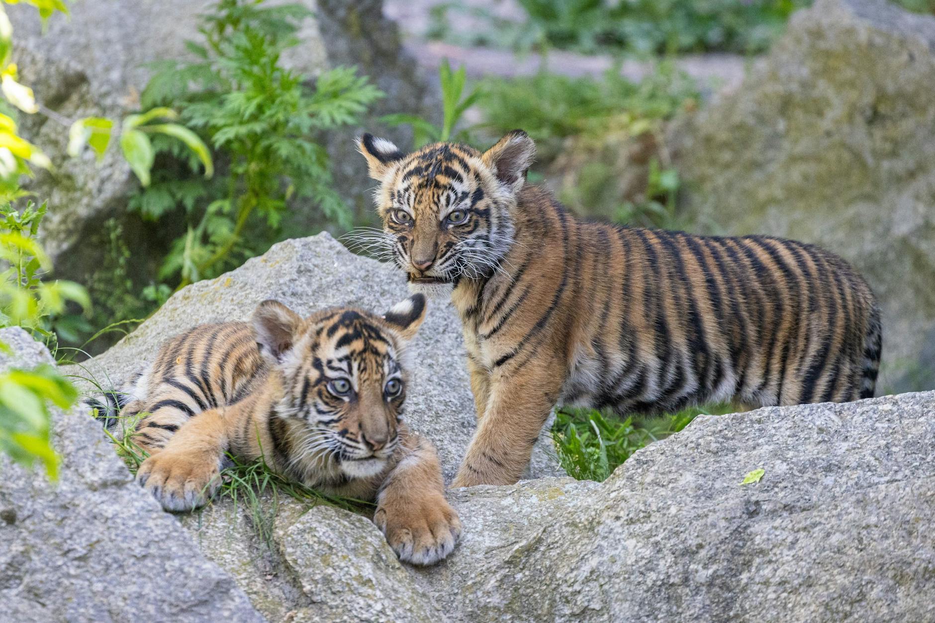 Die Sumatra-Tiger-Zwillinge Ede (l.) und Kuno