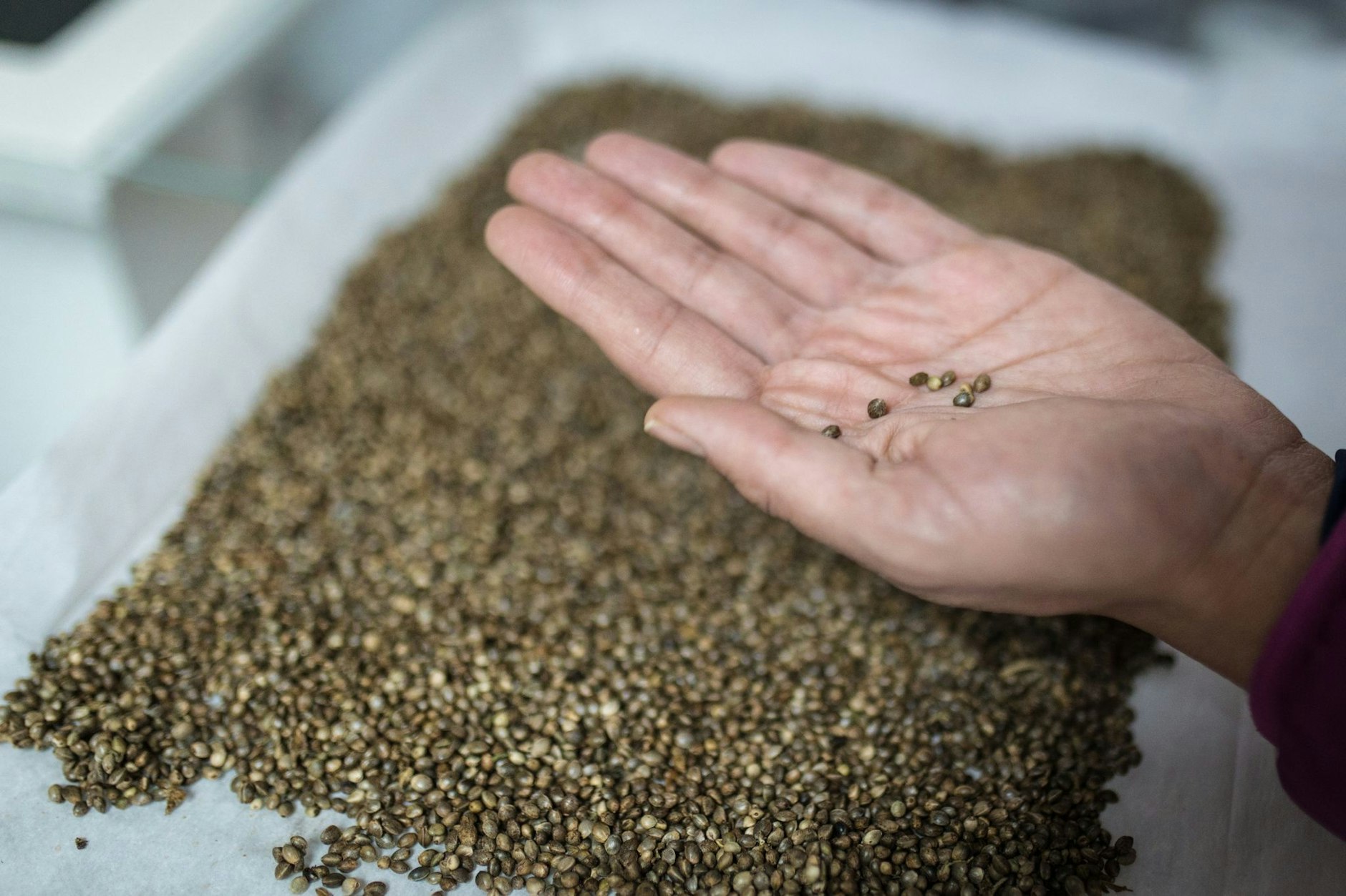 Die Körner der Begierde. Cannabis-Samen der Sorte „Cherry Oregon“ (Symbolbild).