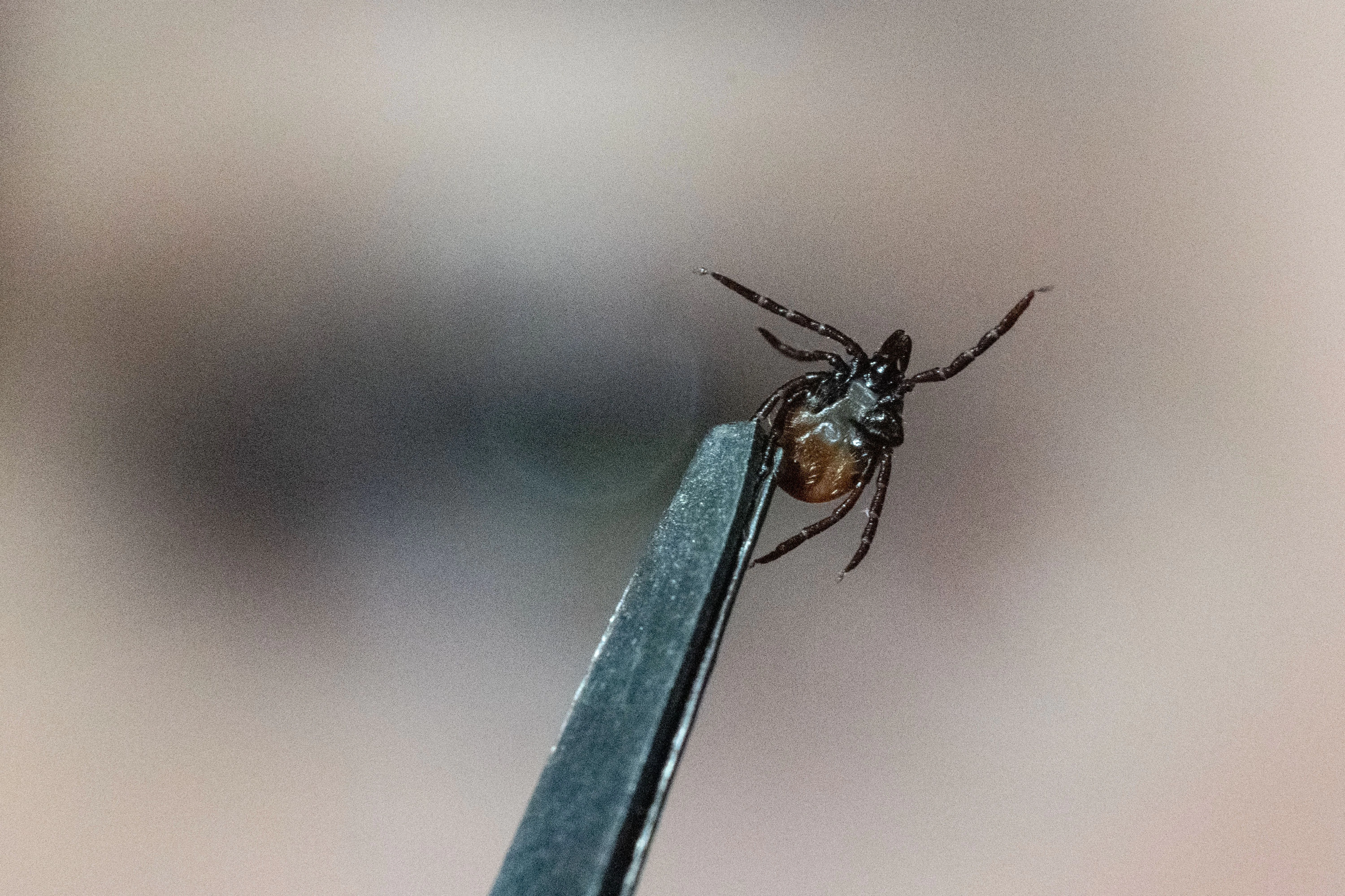 Eine Mitarbeiterin der Parasitologie der Universität Hohenheim zeigt in einem Labor einen Gemeinen Holzbock (Ixodes ricinus).