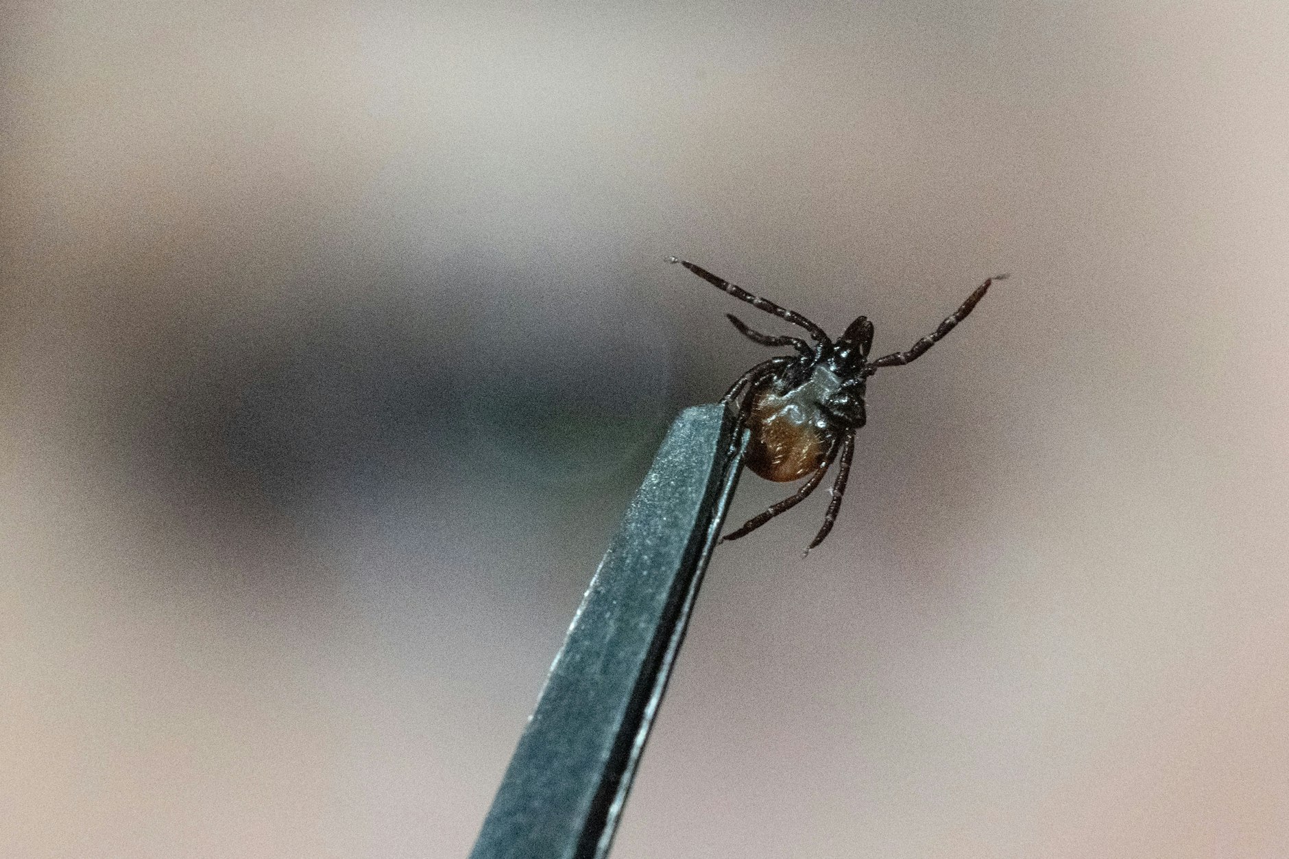 Eine Mitarbeiterin der Parasitologie der Universität Hohenheim zeigt in einem Labor einen Gemeinen Holzbock (Ixodes ricinus).
