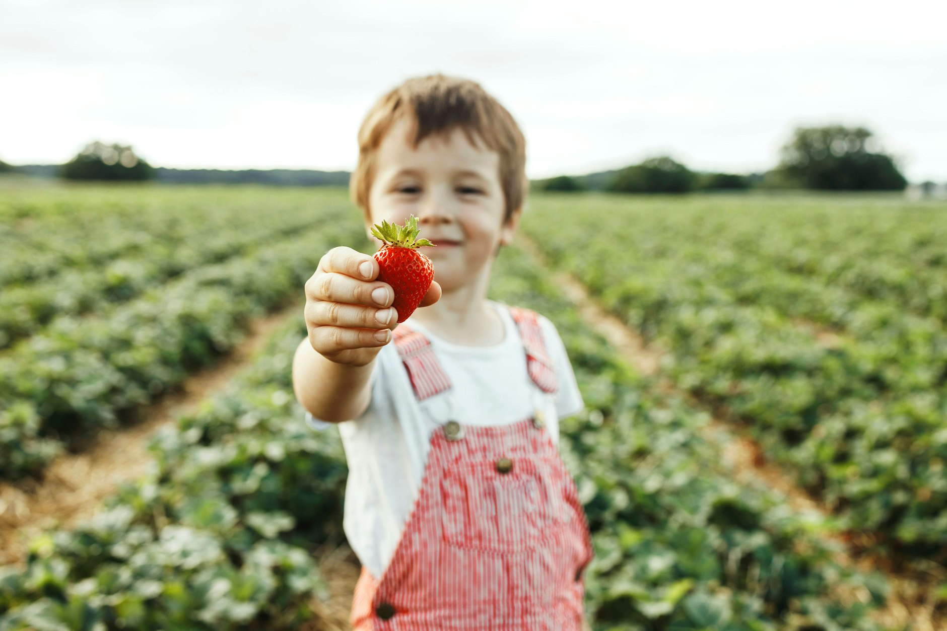 Erdbeeren pflücken ist in Brandenburg kein Problem, denn hier gibt es viele Erdbeerfelder.