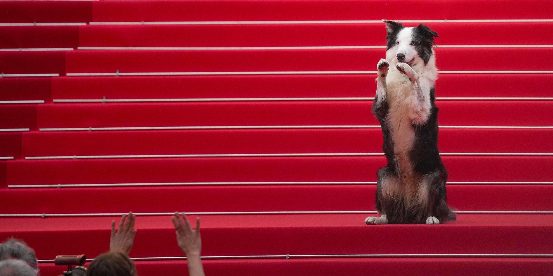 Border Collie Messi interviewt die Stars in Cannes