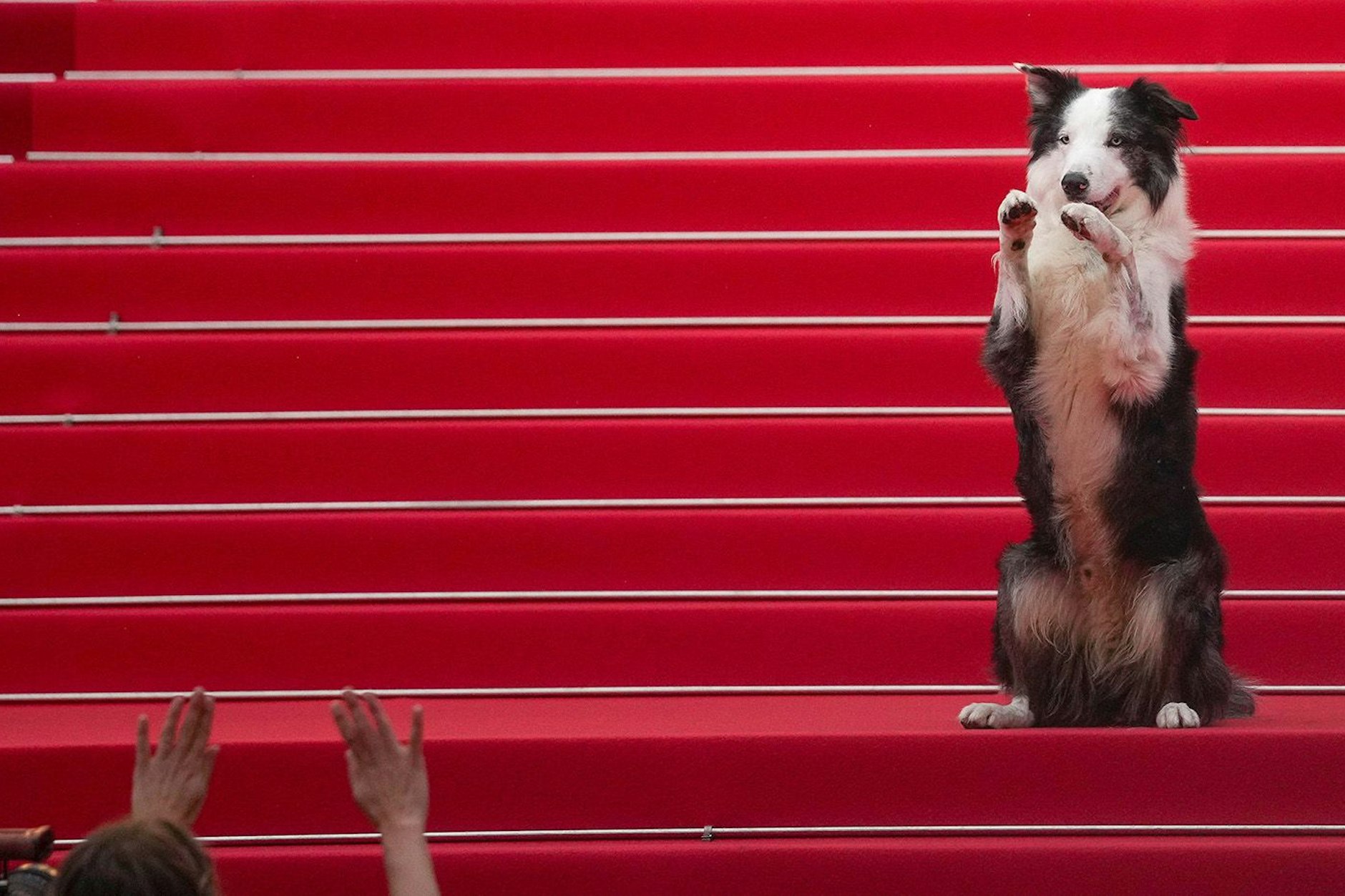 Border Collie Messi bei der Eröffnung des 77. Filmfestivals in Cannes.