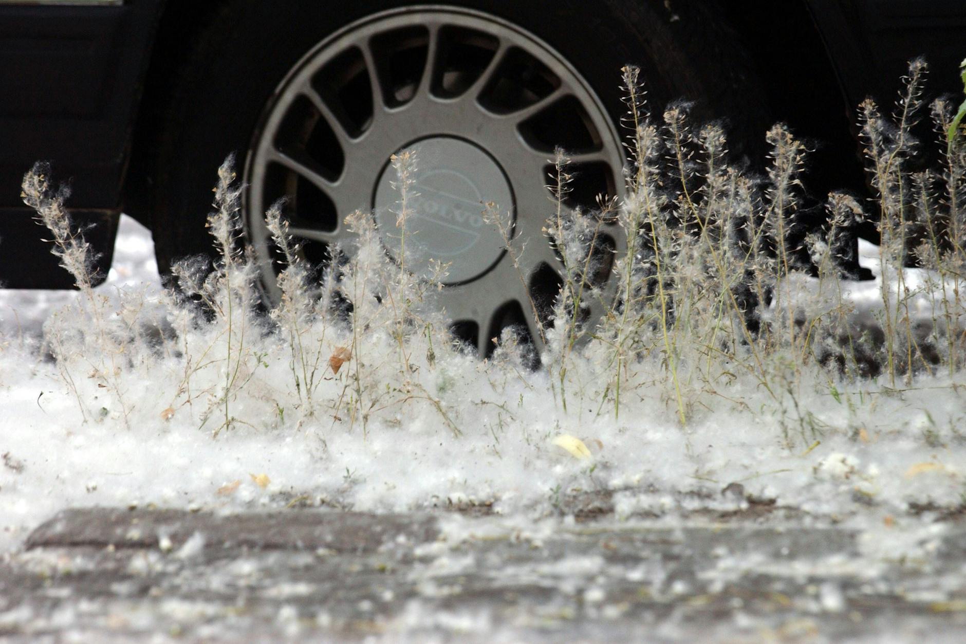 Pappelschnee liegt jetzt wieder auf den Straßen und Grünanlagen von Berlin. Eine weggeworfene Zigarettenkippe reicht, um ihn zu entzünden.