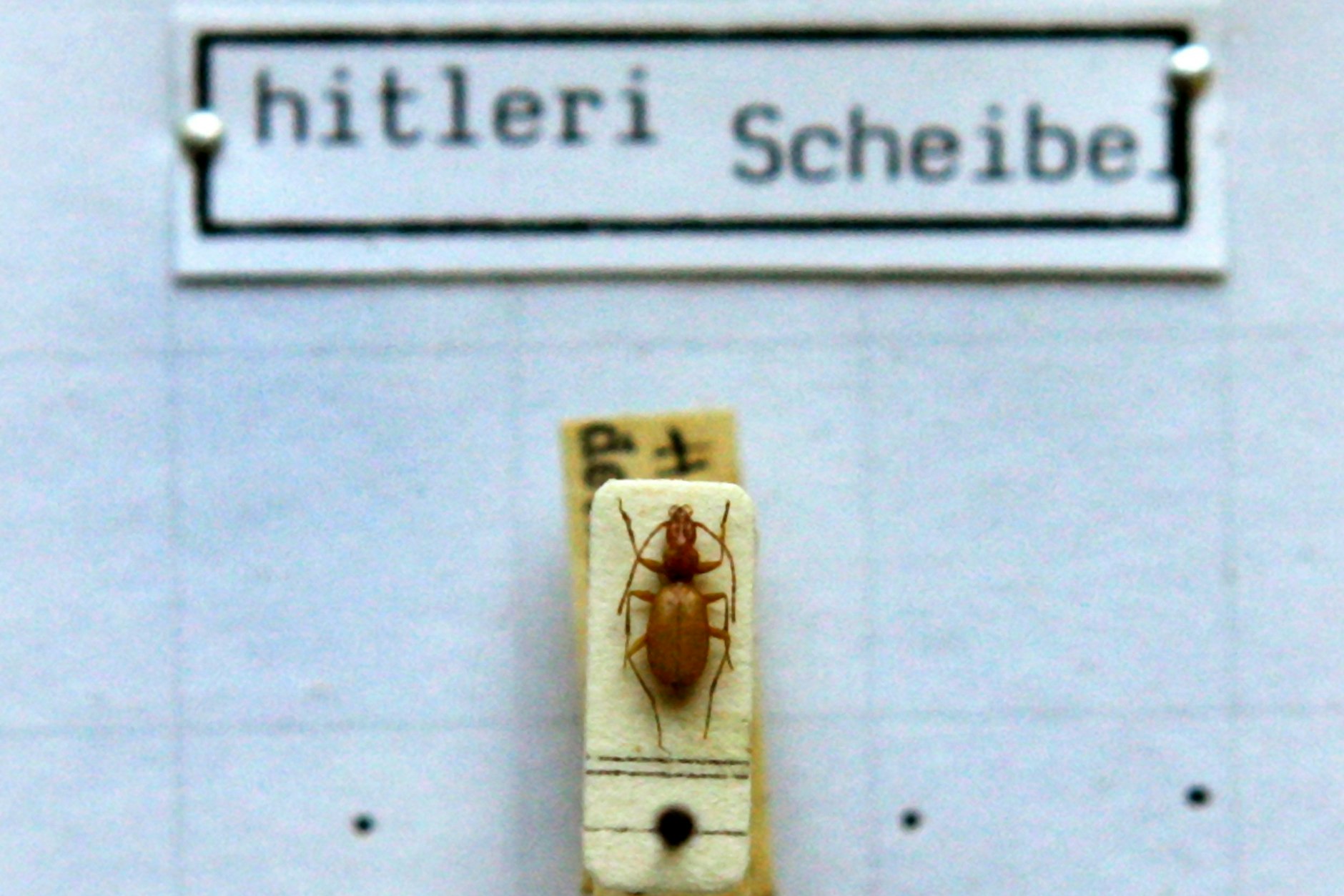 Anophthalmus hitleri heißt der Hitler-Käfer offiziell. Hier ist er in der Zoologischen Staatssammlung in München ausgestellt.
