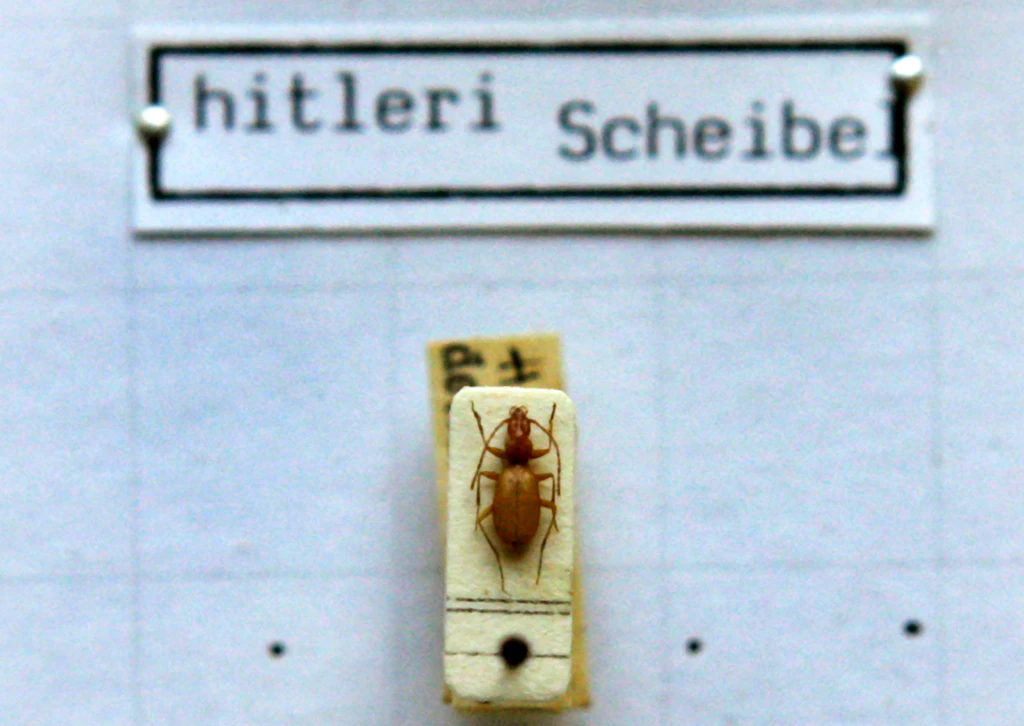 „Hitler-Käfer“ darf seinen Namen behalten – DARAN liegt’s