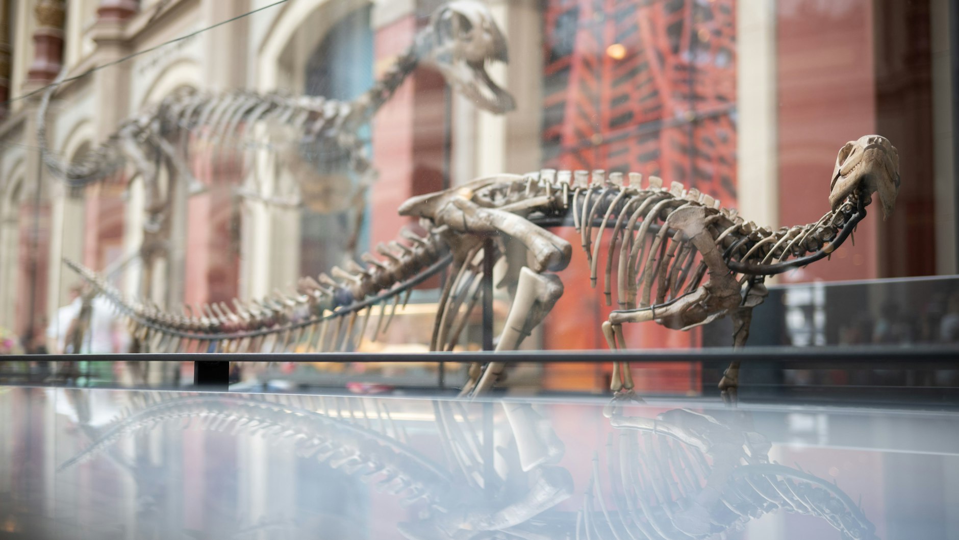 Ein Skelett des Dysalotosaurus lettowvorbecki steht im Museum für Naturkunde in Berlin.