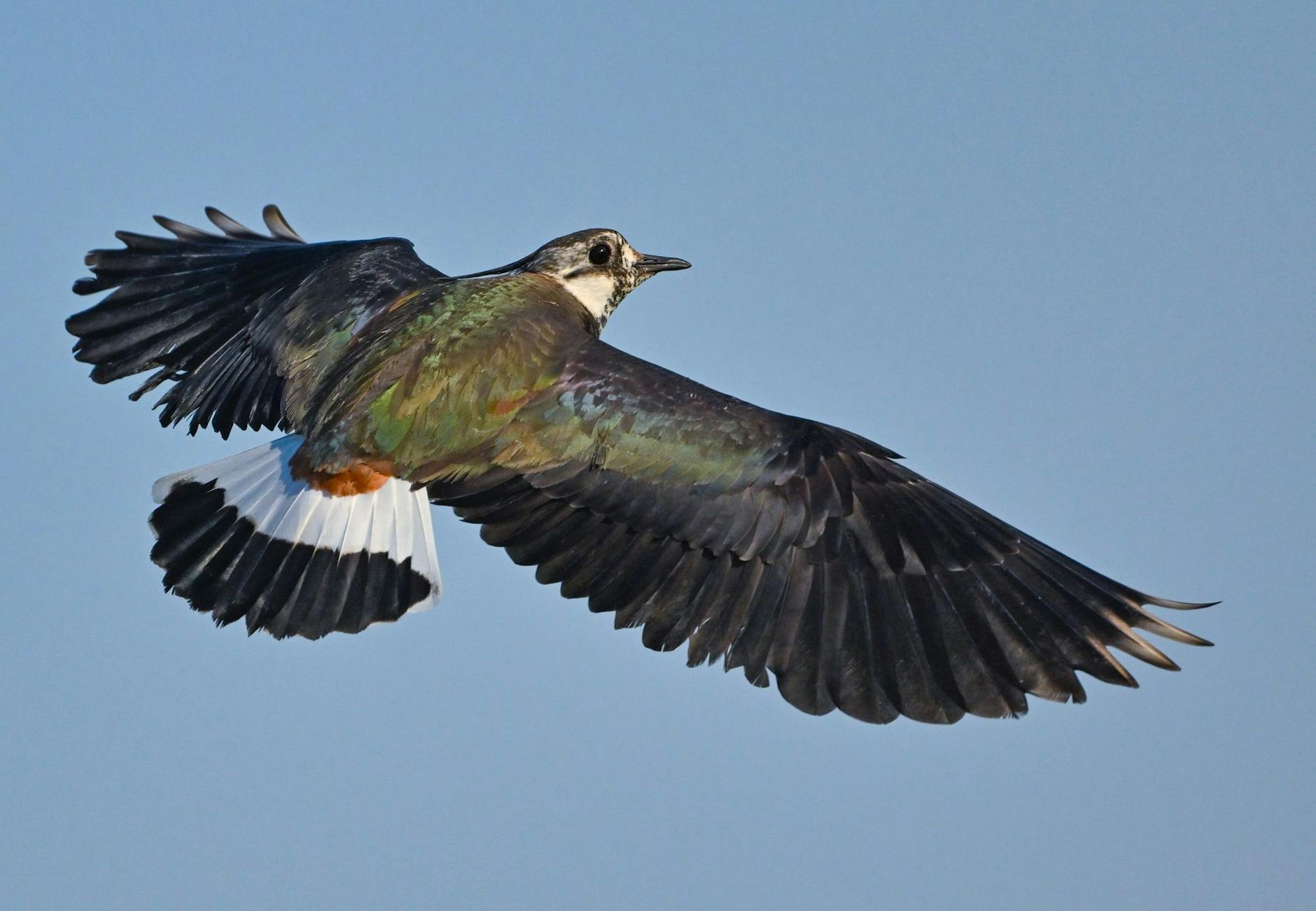 So einen detaillierten Blick auf den Kiebitz bekommt man nicht alle Tage. Er fliegt am blauen Himmel und die Morgensonne lässt sein Gefieder metallgrün und violett schimmern.