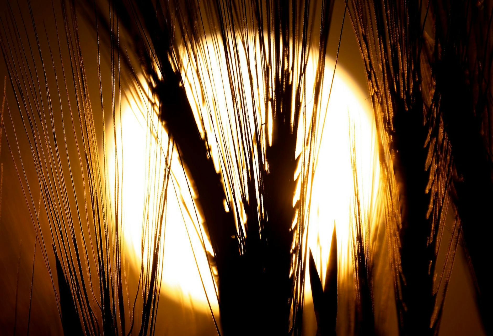 Startschuss für die Landwirtschaft: Die Sonne geht hinter einem Gerstenfeld in Sachsen auf und erwärmt die Natur. Der Tag beginnt.