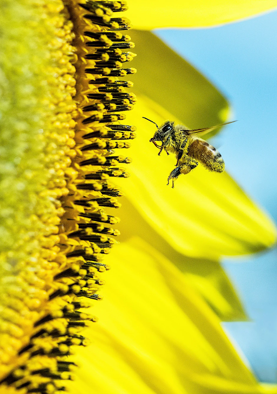 Überlebenswichtiger Honiglieferant: Ein fleißiges Bienchen bei der Arbeit.