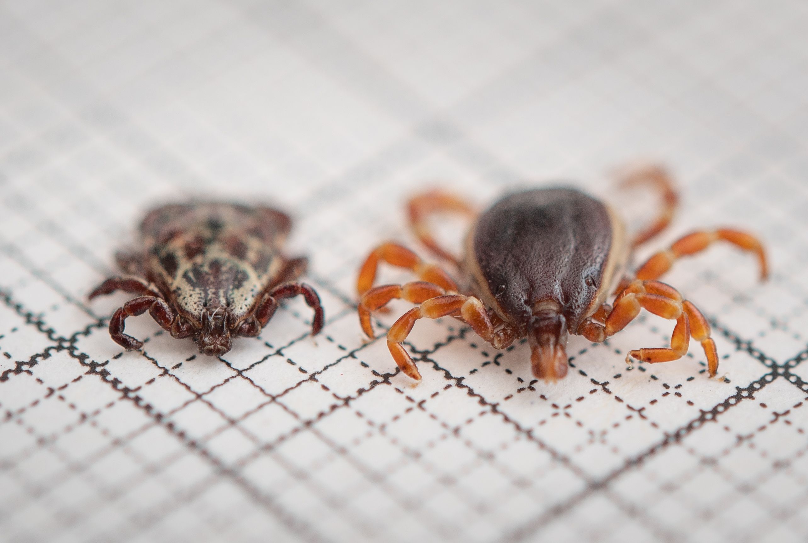 Zecken-Saison beginnt: Wo sie beißen, wie man eine Infektion erkennt