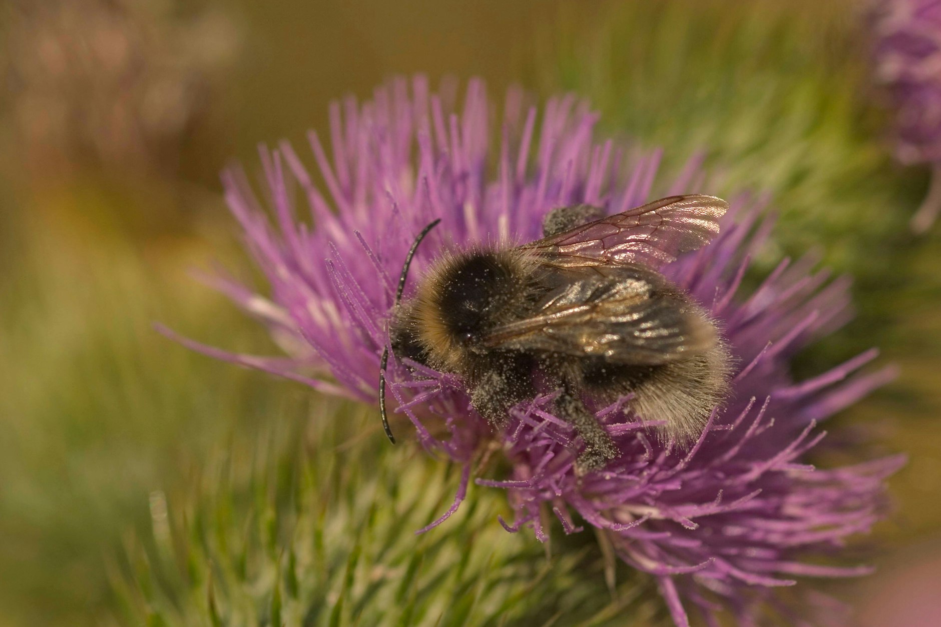 Eine Biene landet in einer Blüte.