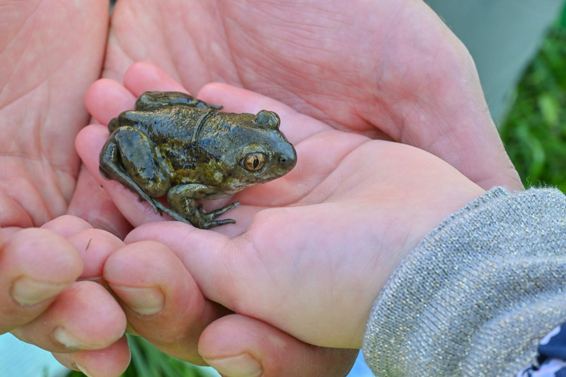 Eine Kröte sitzt auf der Hand eines Kindes der Nationalpark-Kita „Kleine Wildhüter“ im Nationalpark Unteres Odertal.