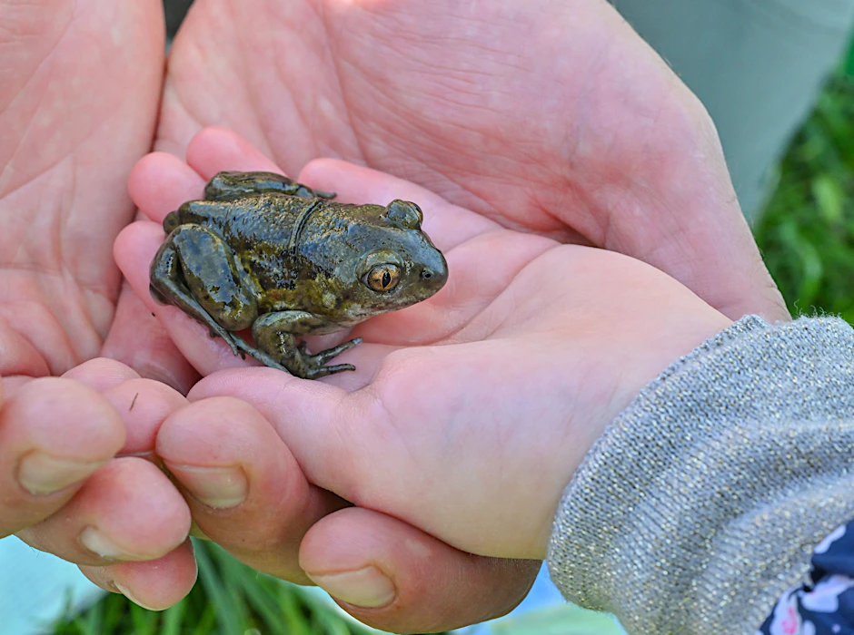 Eine Kröte sitzt auf der Hand eines Kindes der Nationalpark-Kita „Kleine Wildhüter“ im Nationalpark Unteres Odertal.