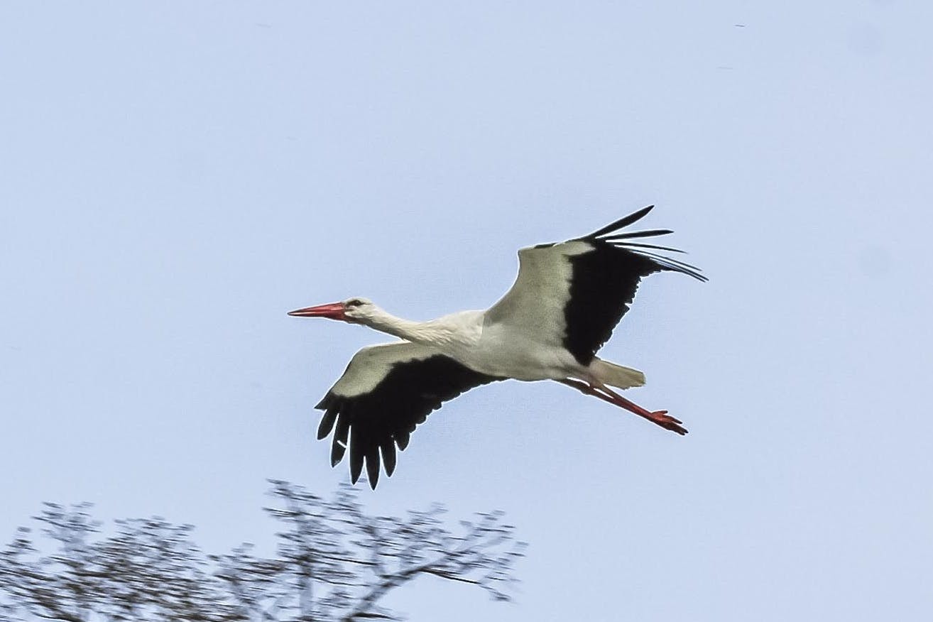 Dieser junge Storch in Dissen, Landkreis Spree-Neiße, ist wohl noch etwas „verpeilt“.