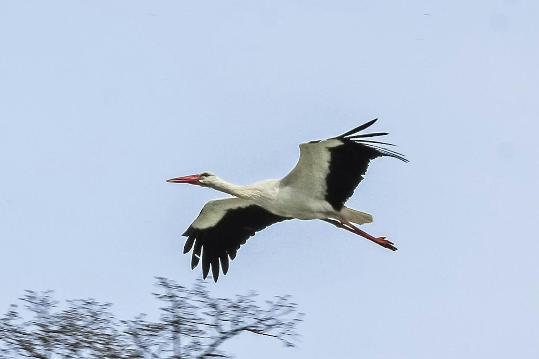 Dieser junge Storch in Dissen, Landkreis Spree-Neiße,&nbsp; ist wohl noch etwas „verpeilt“.