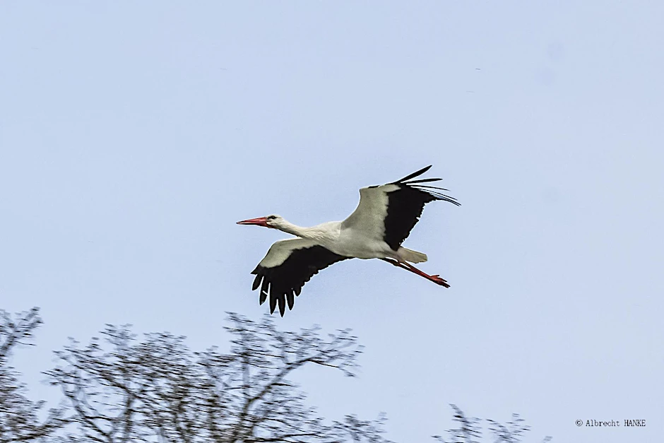 Dieser junge Storch in Dissen, Landkreis Spree-Neiße,&nbsp; ist wohl noch etwas „verpeilt“.