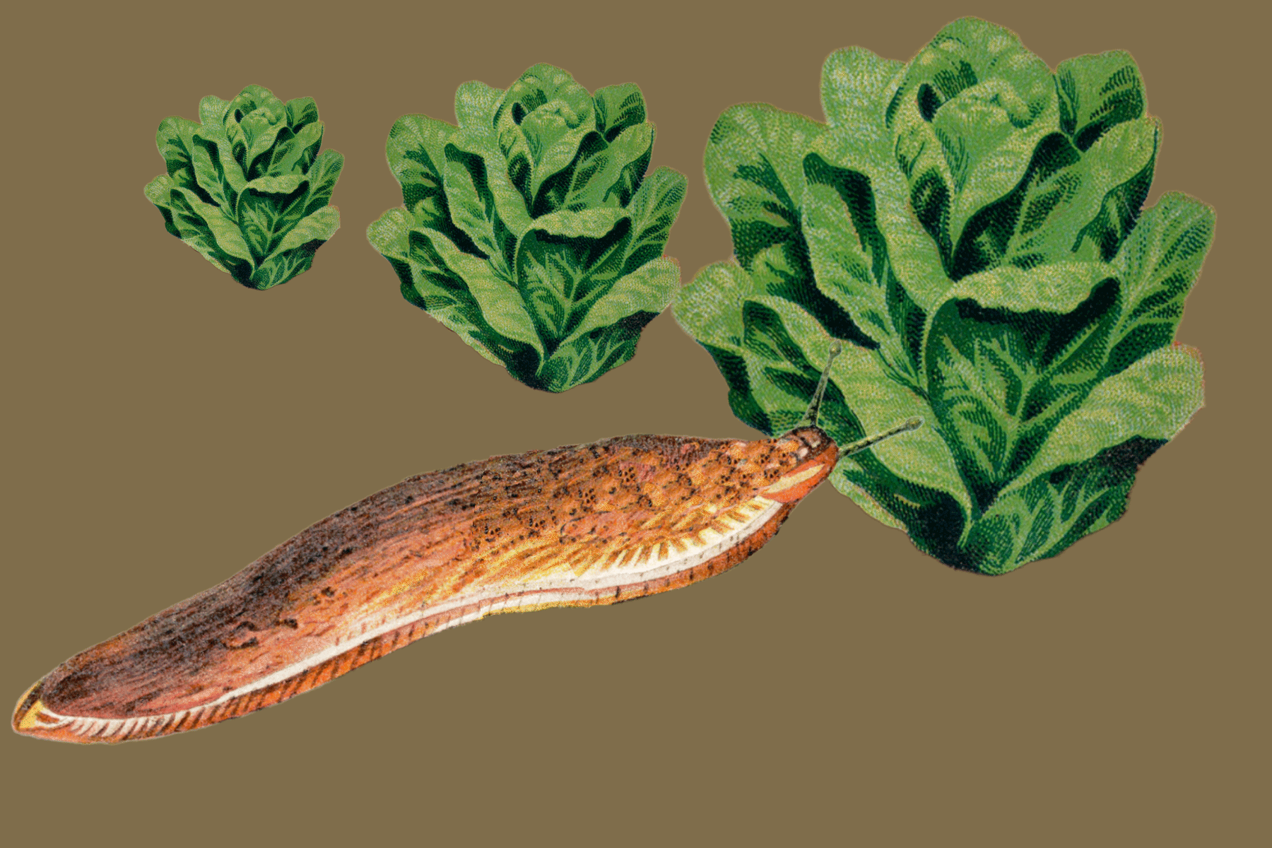 Grünes Futter mögen sie mindestens so sehr wie wir: Nacktschnecken am Salatbüfett