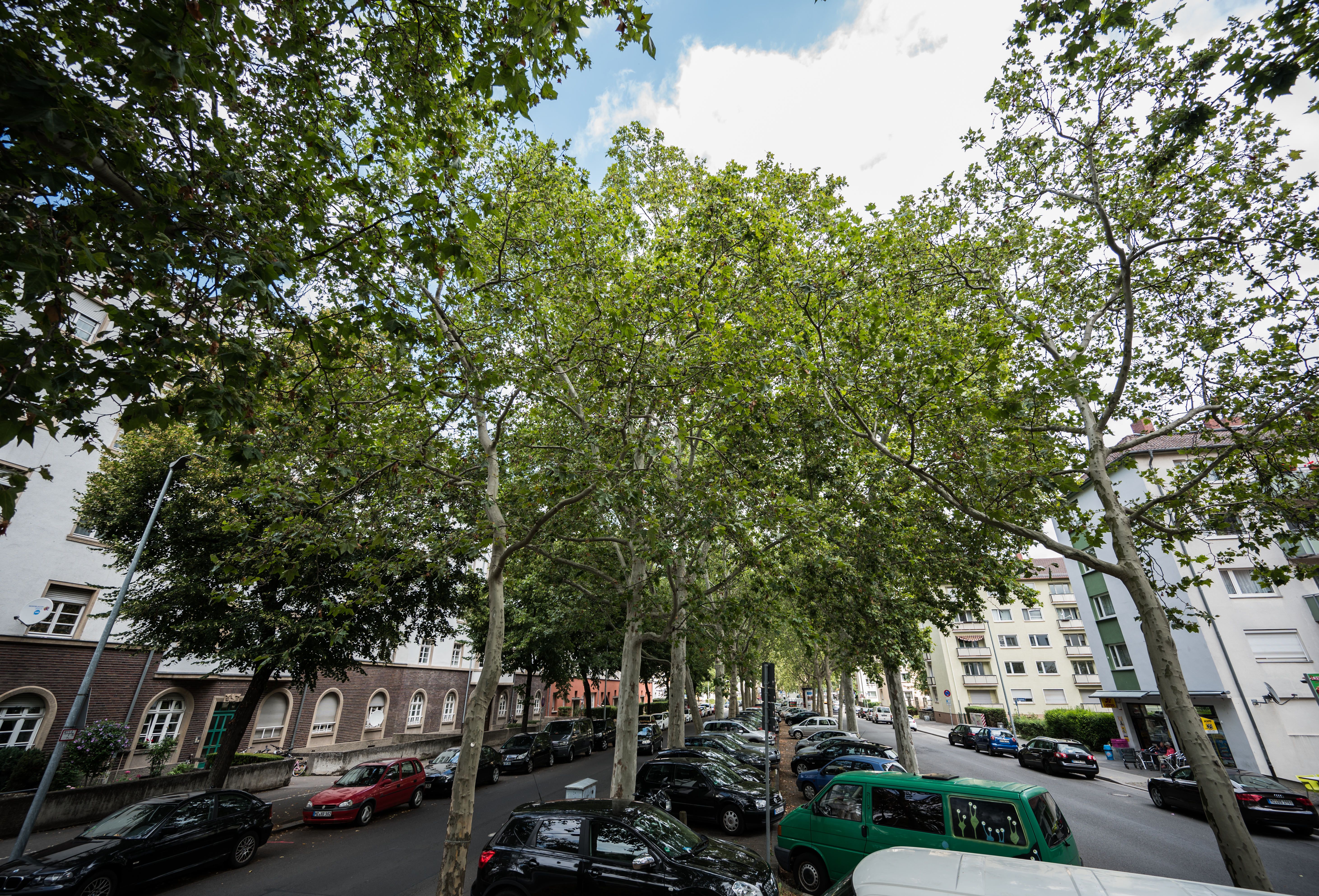 Bäume gegen den Klimawandel!