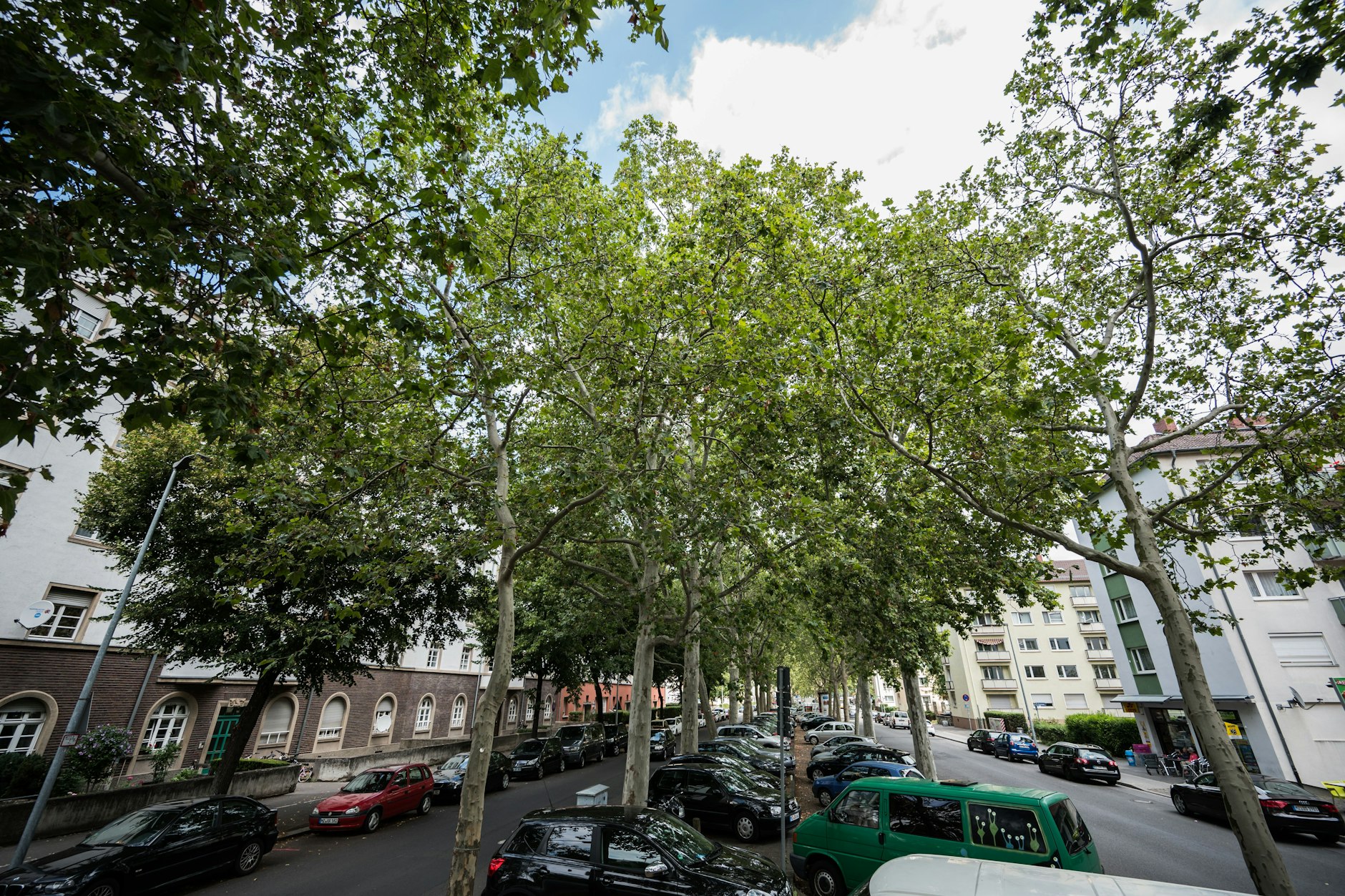 Stadtbäume kühlen ihre Umgebung: eine Allee in der Mainzer Neustadt