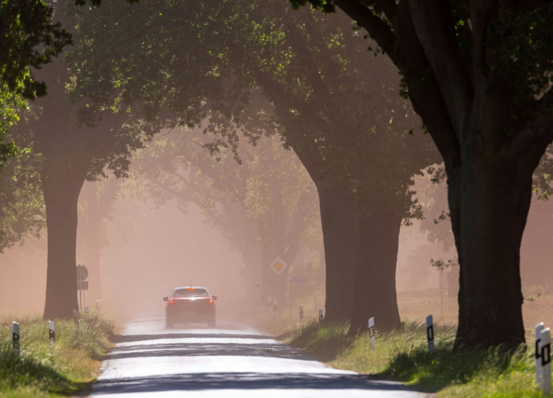 Stürmisch und sonnig zeigt sich das Frühlingswetter heute in Norddeutschland. Hier in Lank, in Mecklenburg-Vorpommern, sorgt es aber auch für diesen schönen Schnappschuss einer Allee.  