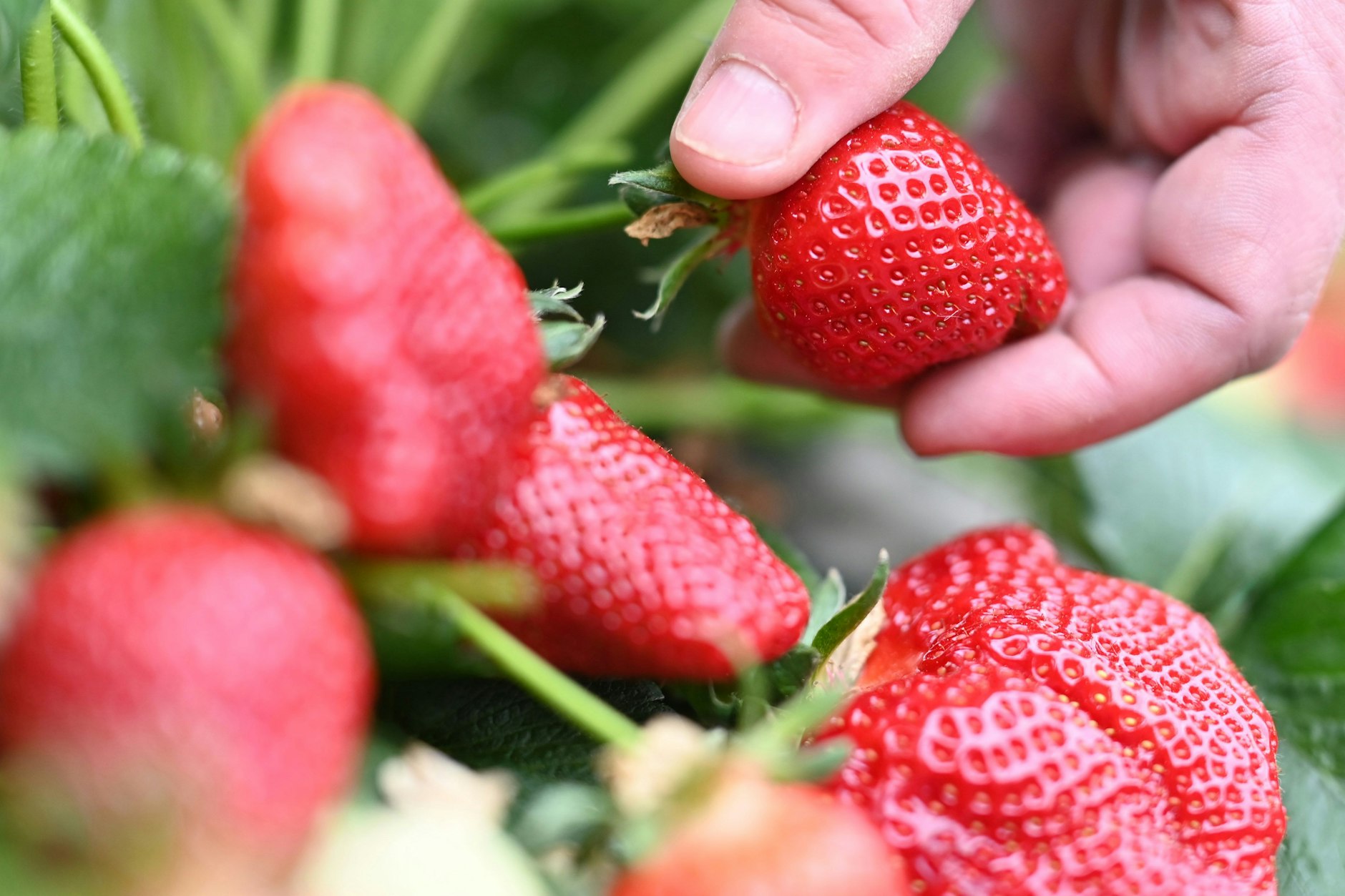 Erdbeeren sind etwas ganz Besonderes.