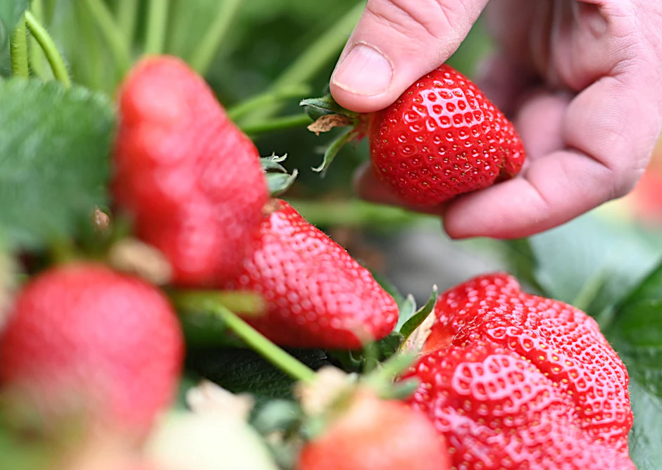 Erdbeeren sind etwas ganz Besonderes.