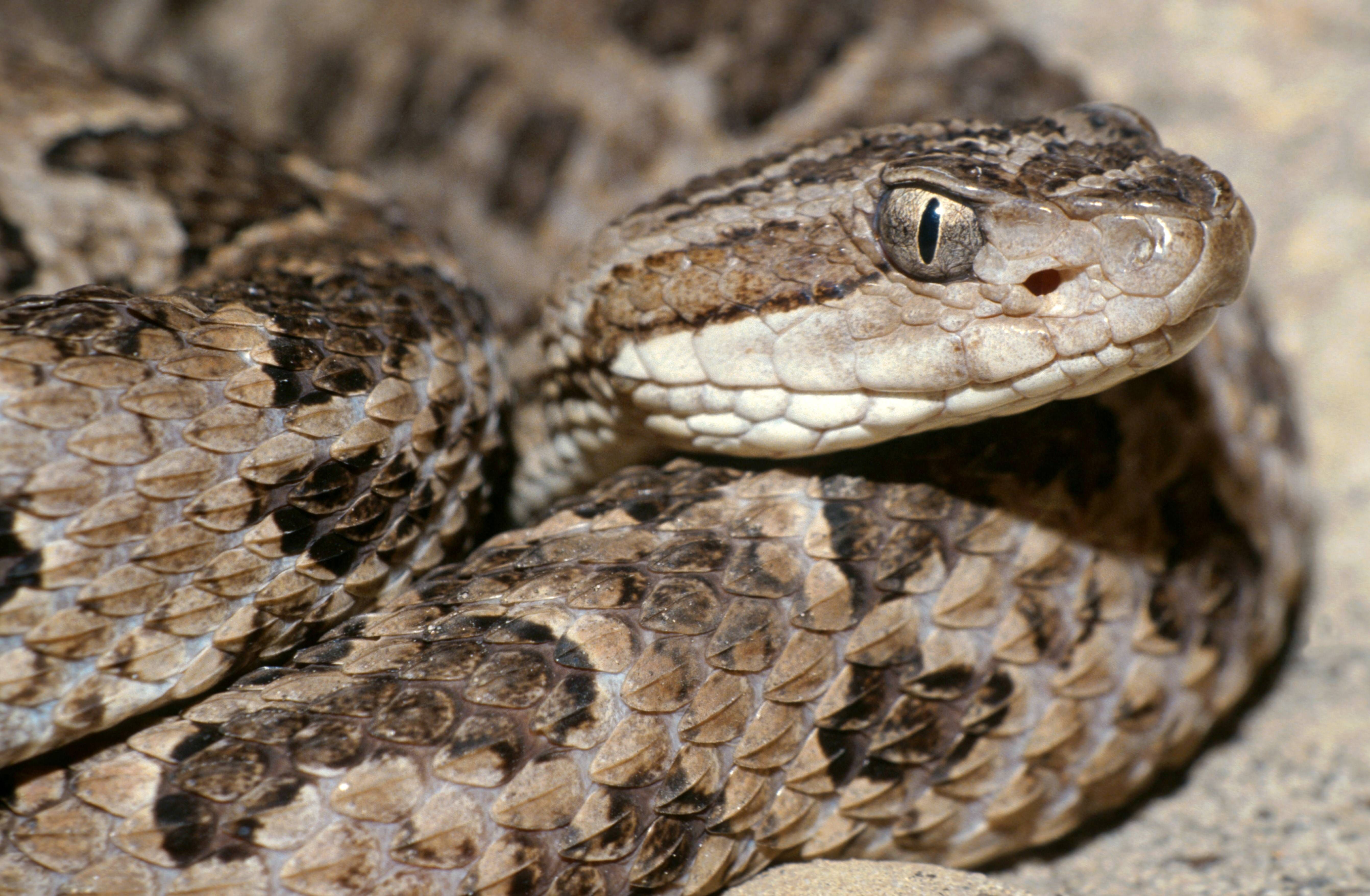 Mann tritt 40.000-mal auf Giftschlangen – für die Wissenschaft!