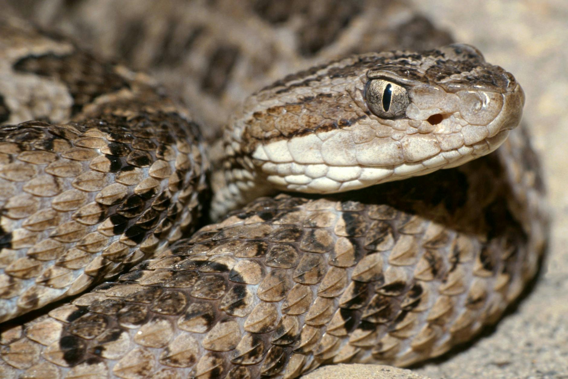 Jararaca-Lanzenottern sind die verbreitetsten Giftschlangen in Brasilien.
