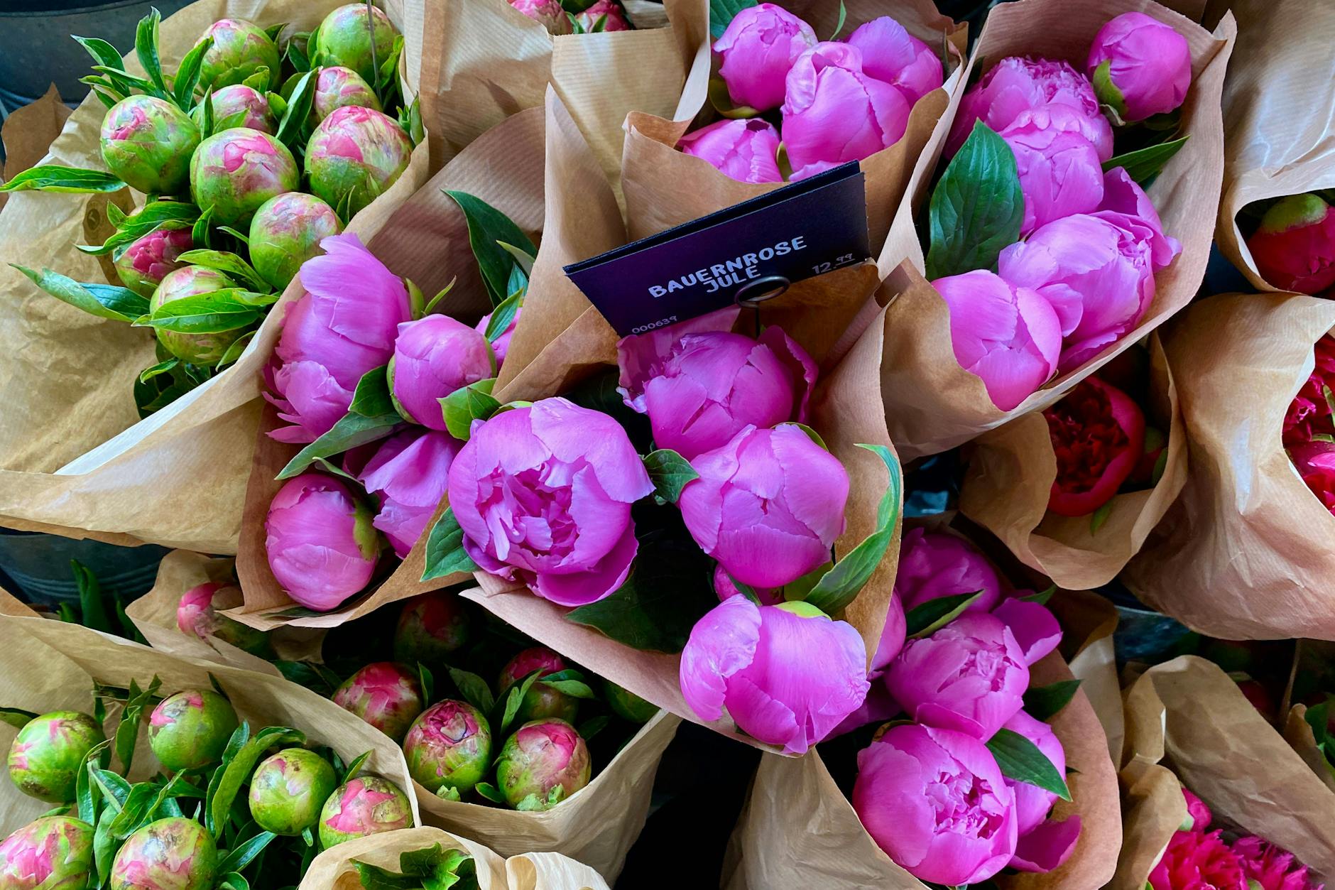 Pfingstrosen sind derzeit überall zu haben. Doch mancher Strauß entfaltet nicht seine volle Pracht. Was tun, wenn sich Knospen nicht öffnen?