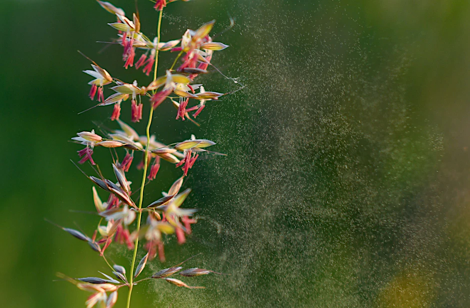 Kleine Partikel, die vielen das Leben schwer machen: Gräserpollen terrorisieren gerade Berlin.