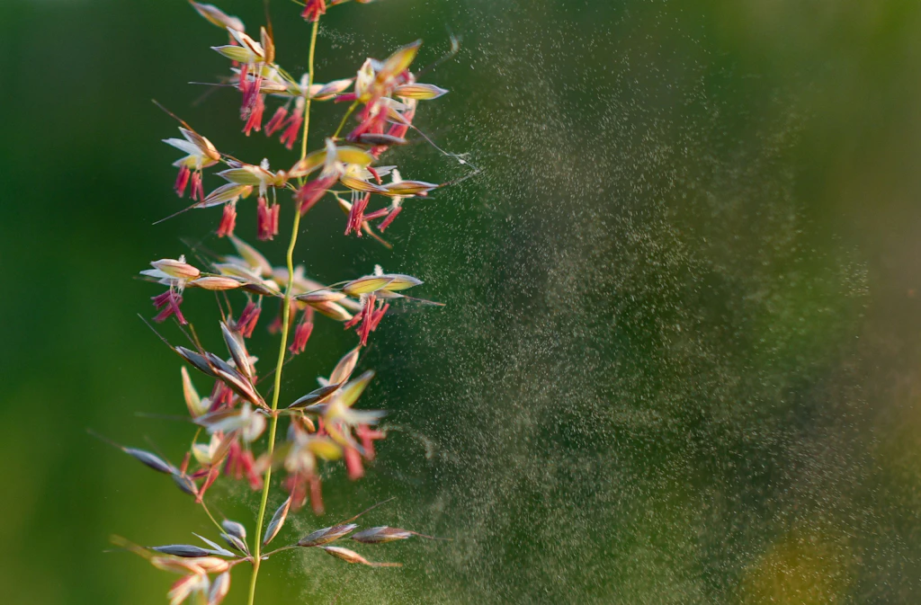 Achtung Allergiker! SO schlimm steht es um die Pollen in Berlin