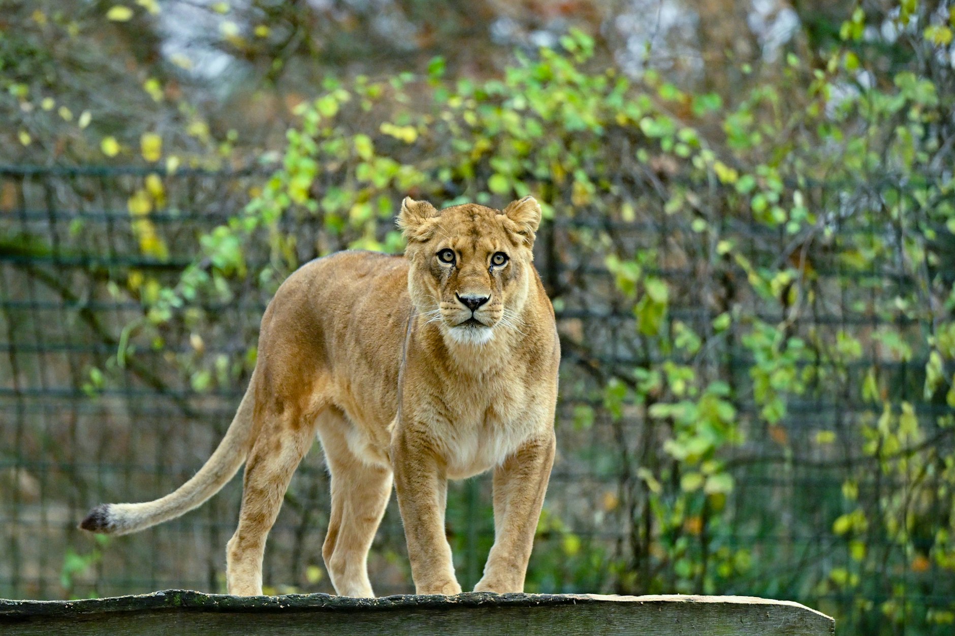 Löwen soll es in Brandenburg bald nur noch im Zoo geben.