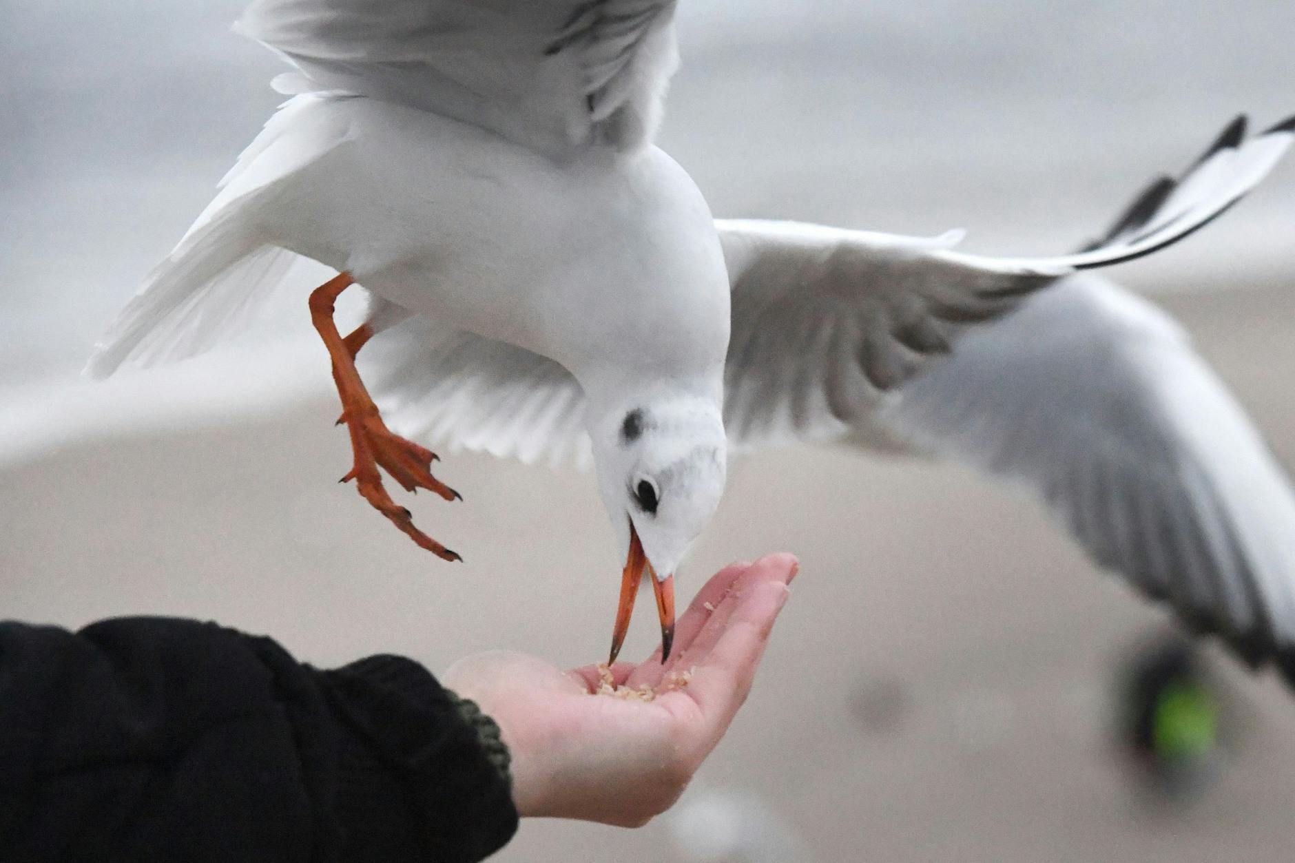Eine Möwe frisst aus der Hand eines Strandbesuchers.