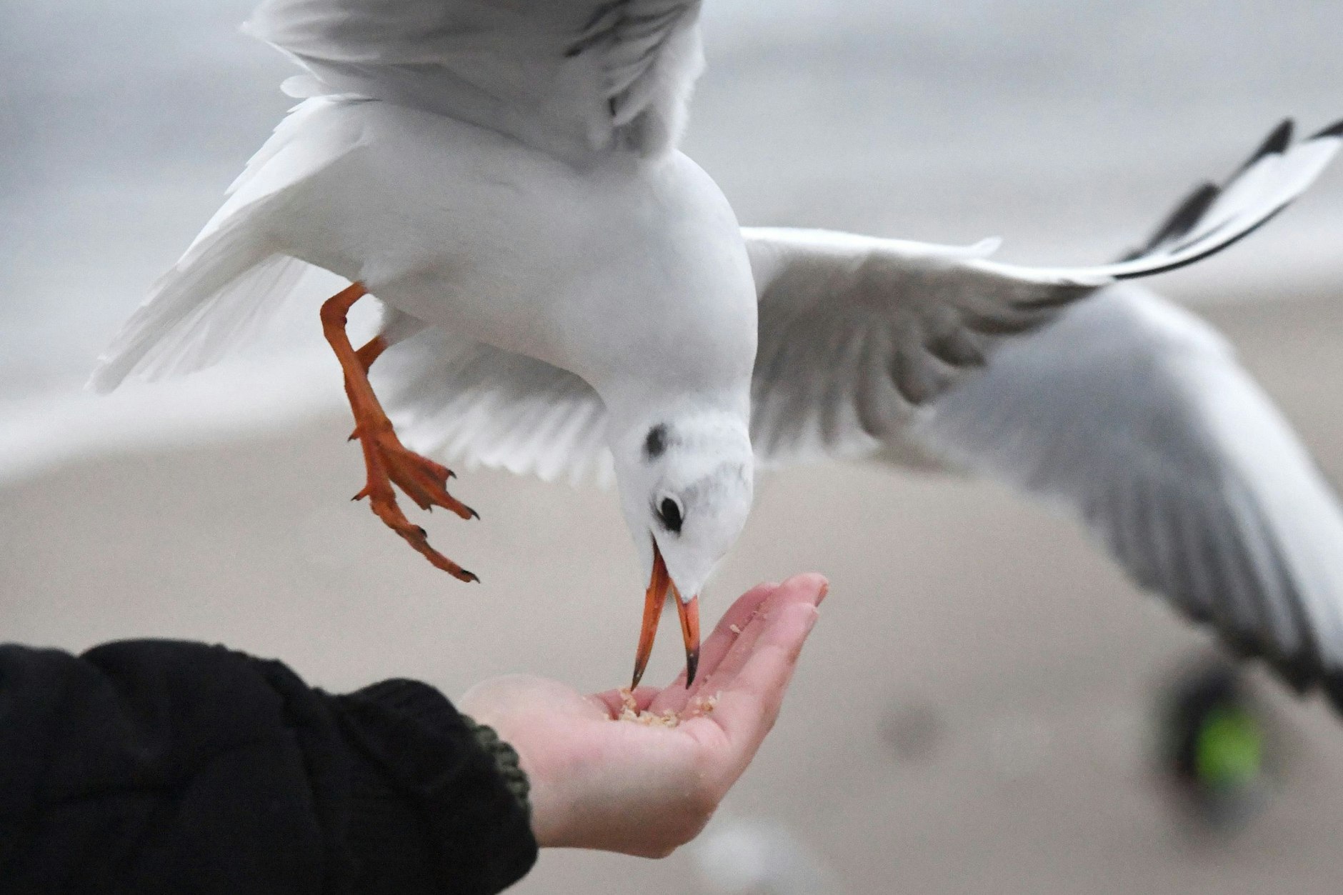 Eine Möwe frisst aus der Hand eines Strandbesuchers. 