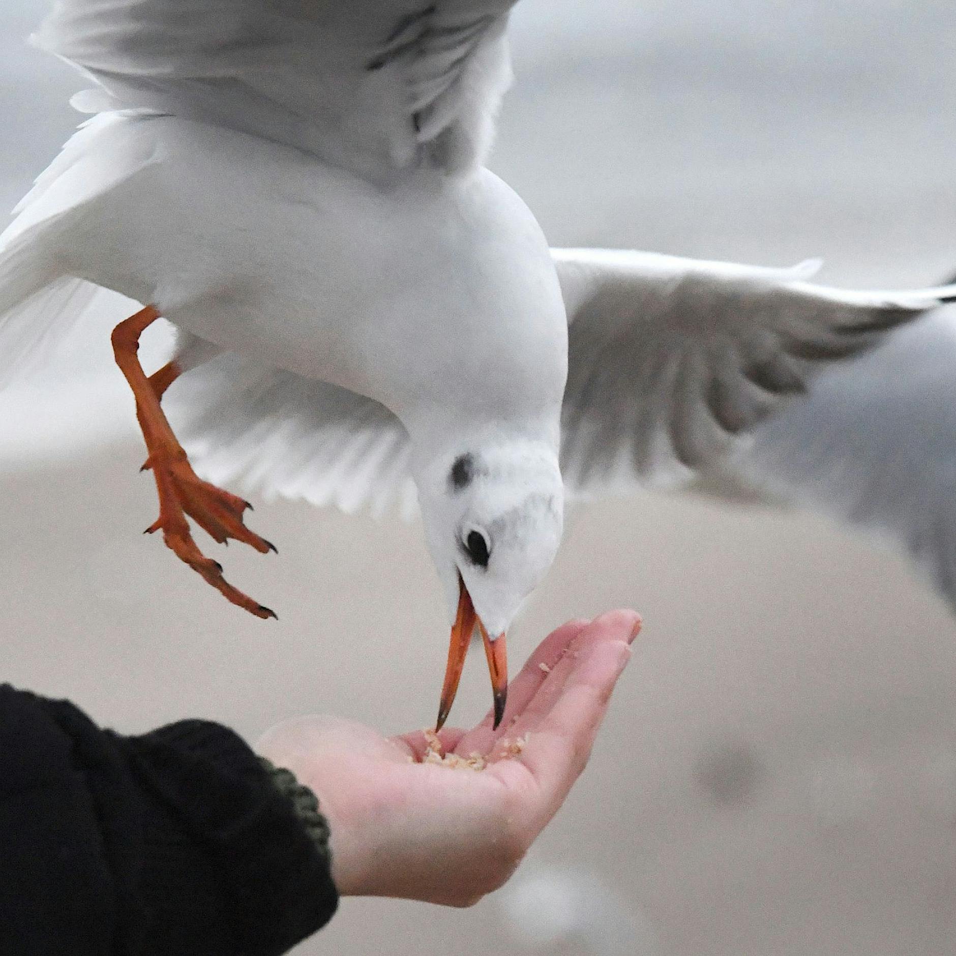Fütterungsverbot für Möwen an der Ostsee: So hoch sind die Bußgelder