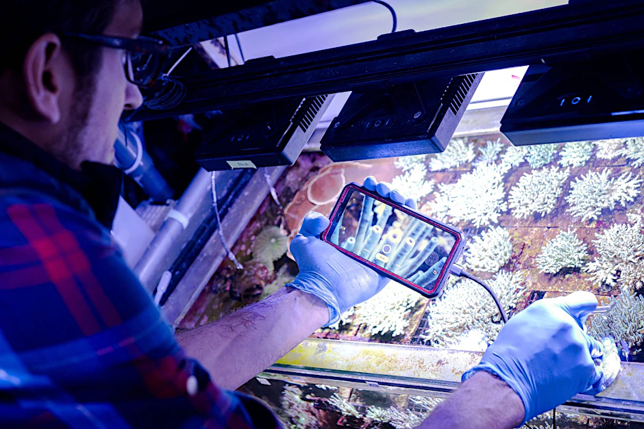 PRODUKTION - Samuel Nietzer kontrolliert die Steinkorallen in den Aquarien des Start-ups SciReef.  